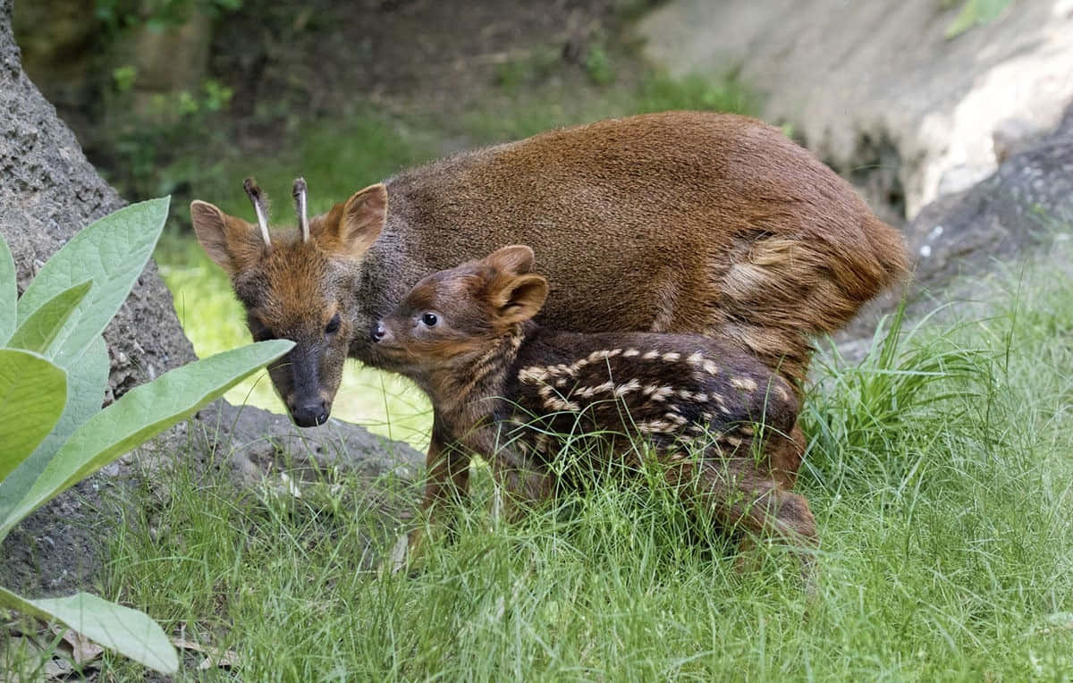 Pudu Hert En Kalf In De Natuur Achtergrond