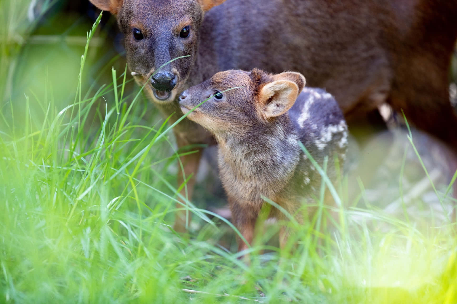 Pudu Hert In Gras Achtergrond