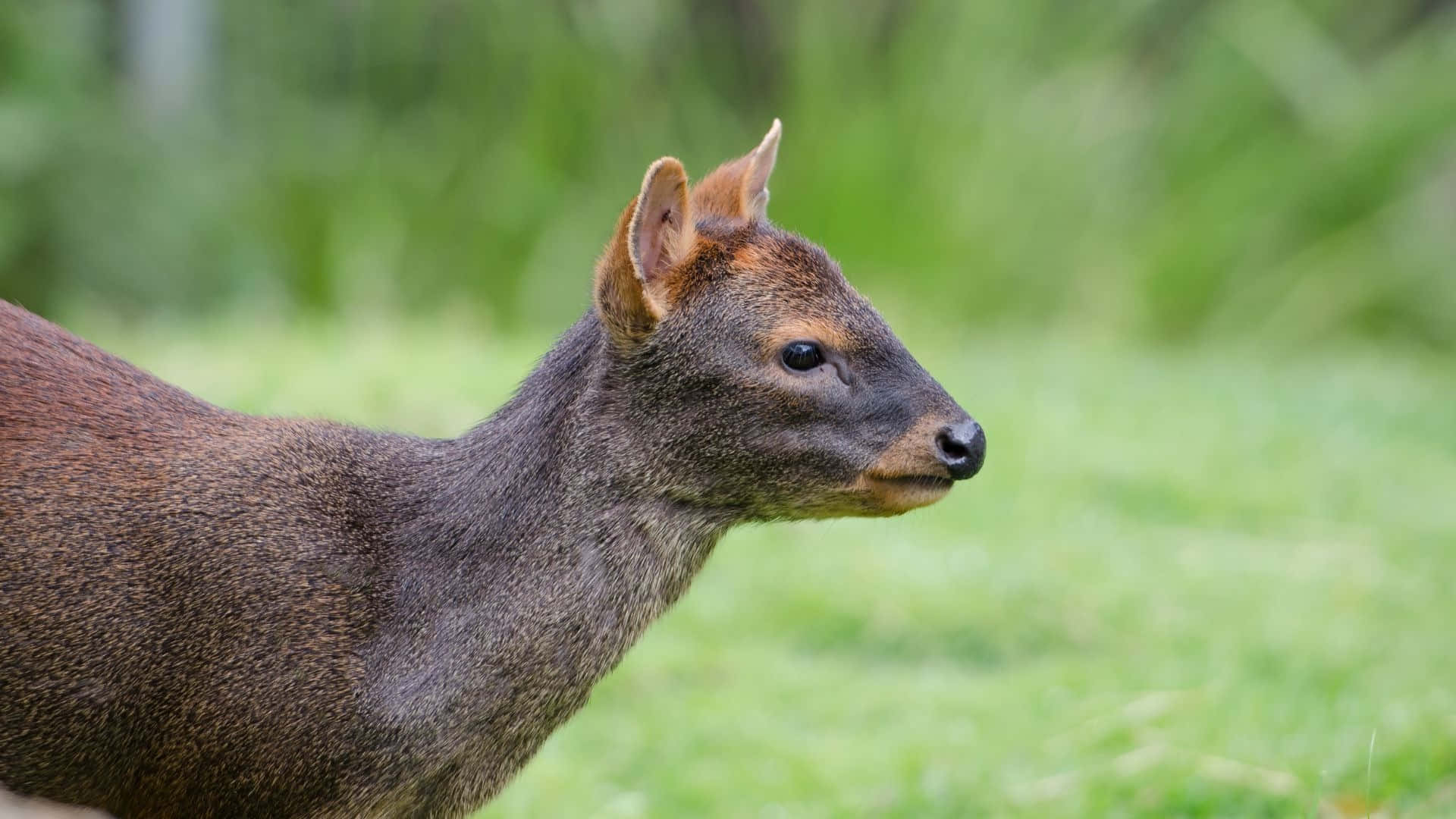 Pudu Hert In Natuurlijke Habitat Achtergrond