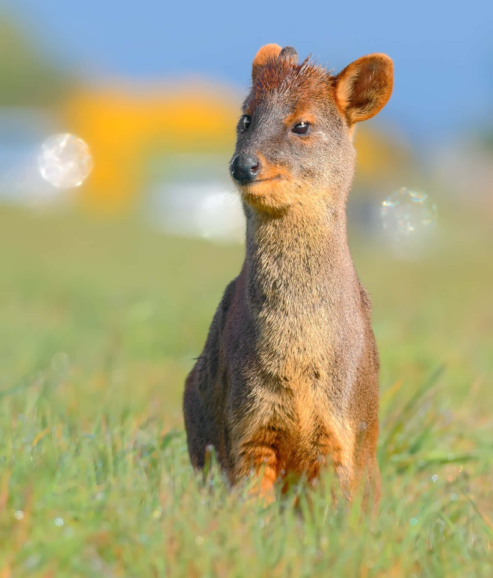 Pudu Hert In Verlichte Veld.jpg Achtergrond