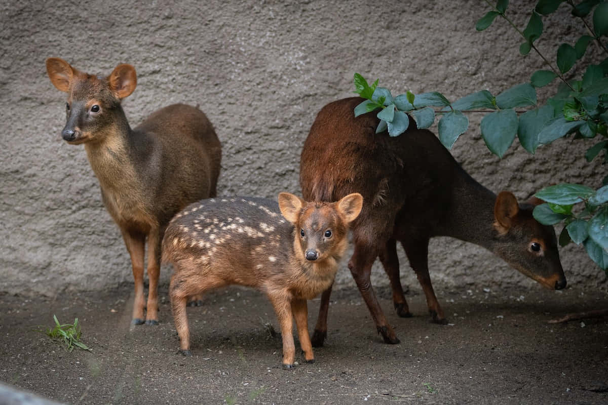 Pudu-perheen Kokoontuminen Taustakuva