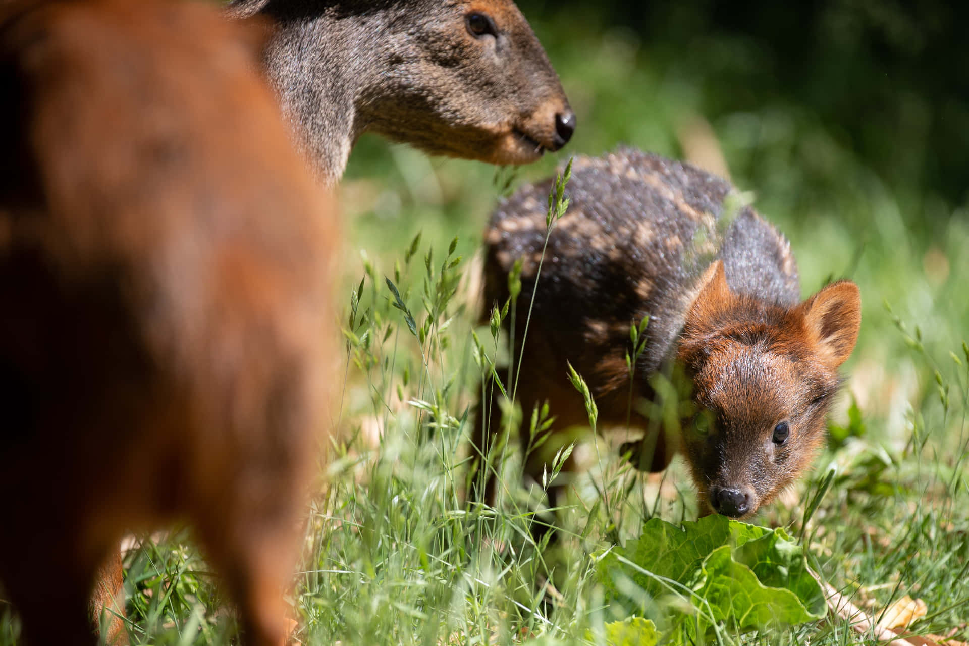 Pudu Jong Met Volwassen In Gras Achtergrond