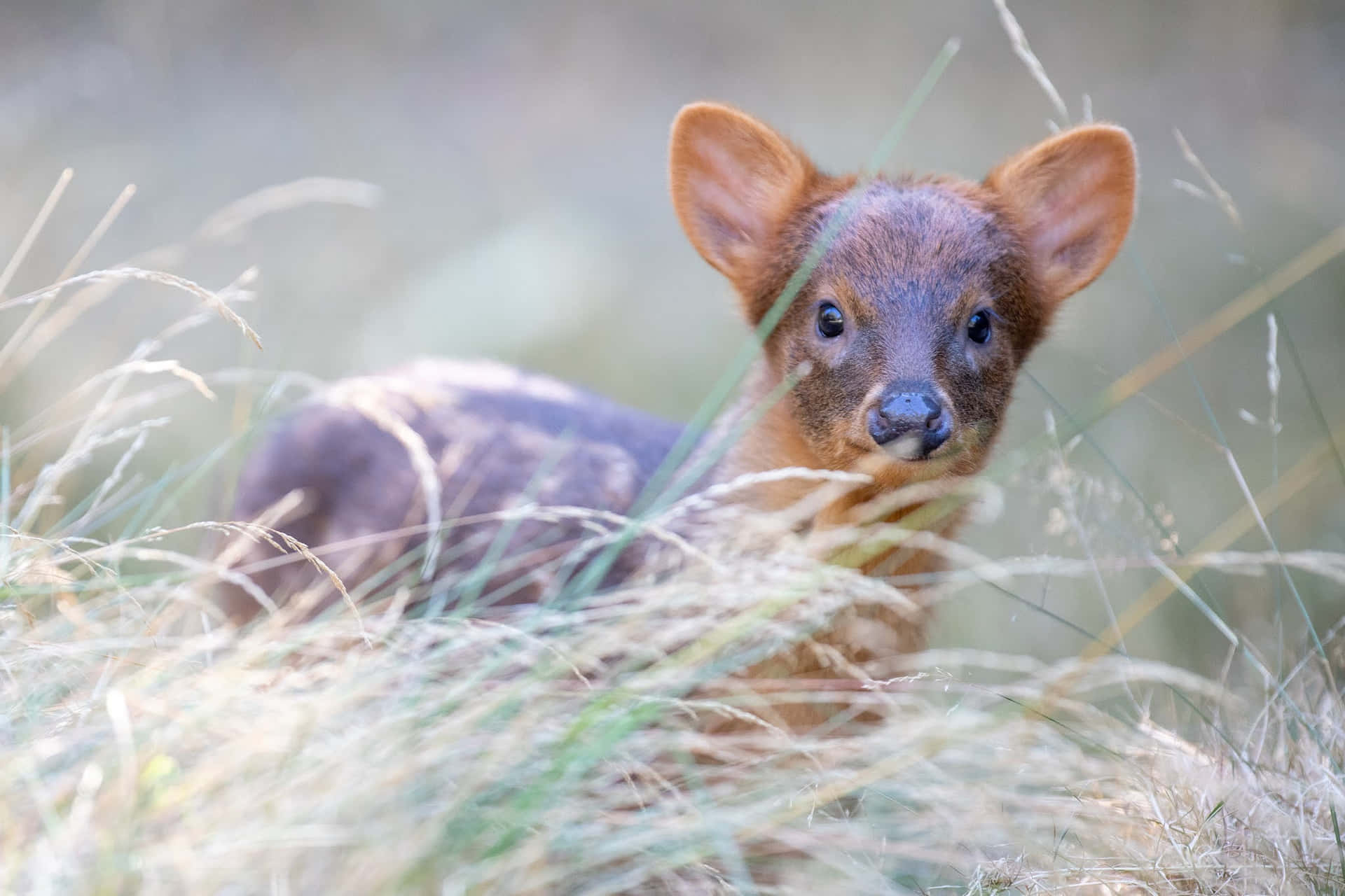 Pudu Fawnin Grass.jpg Wallpaper