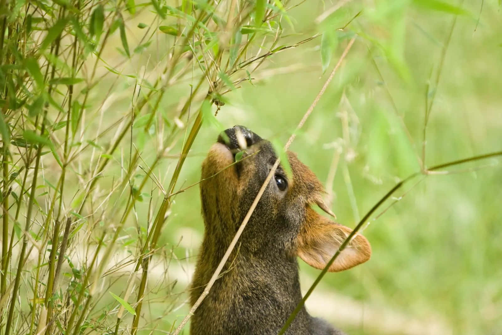 Pudu Makan Daun Hijau.jpg Wallpaper