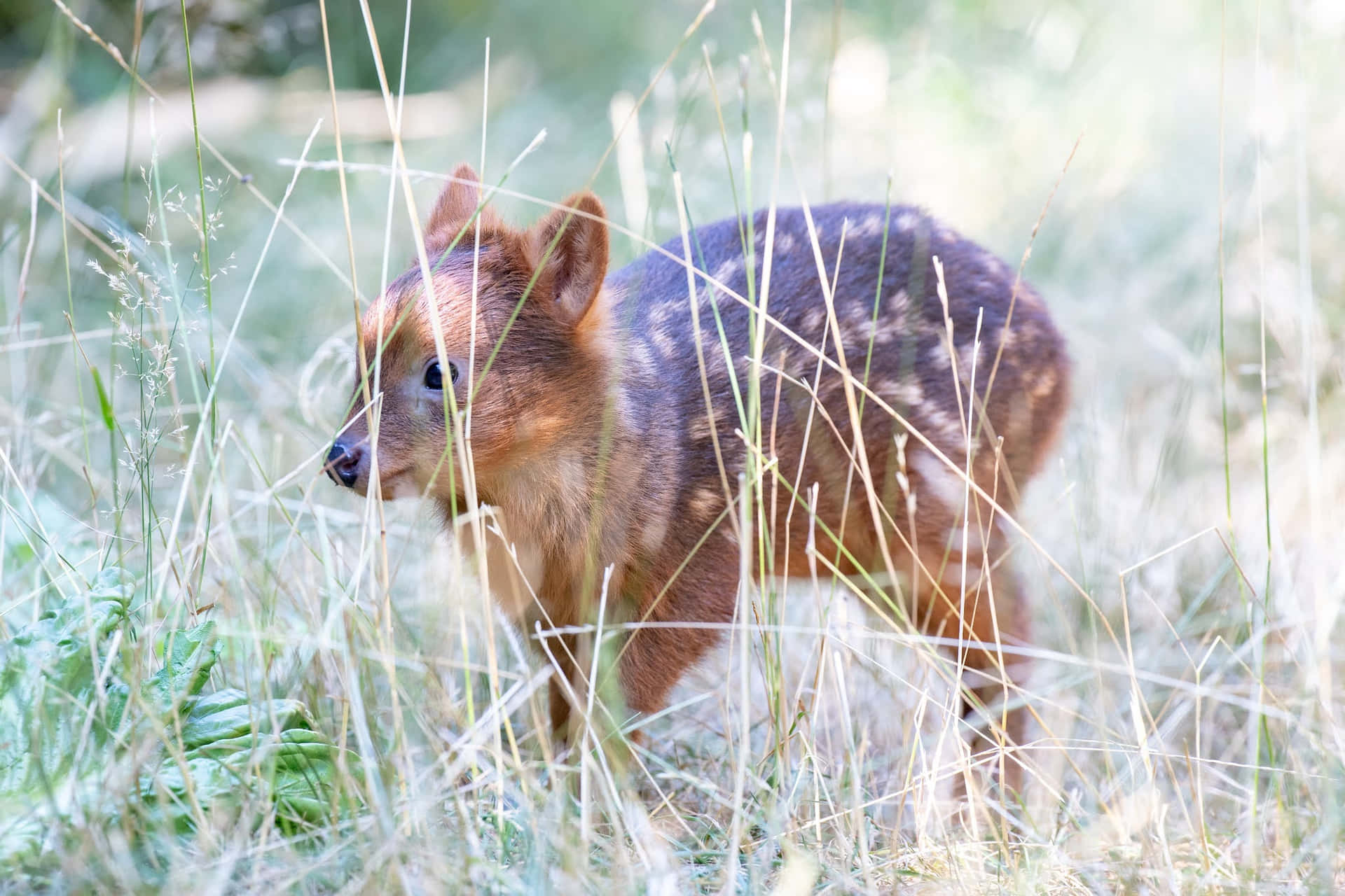 Pudu Di Padang Rumput.jpg Wallpaper