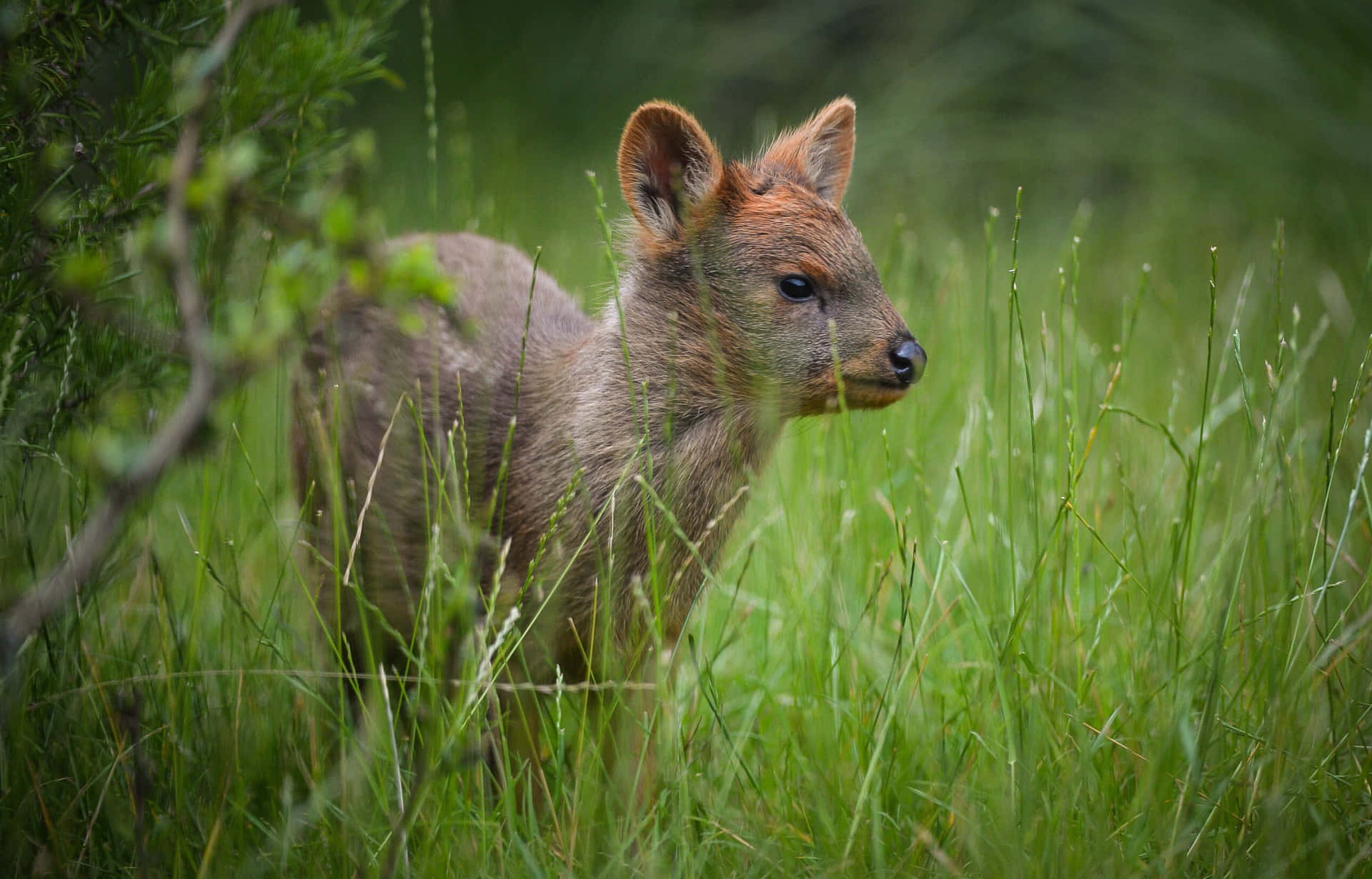 Pudu In Natuurlijke Habitat Achtergrond