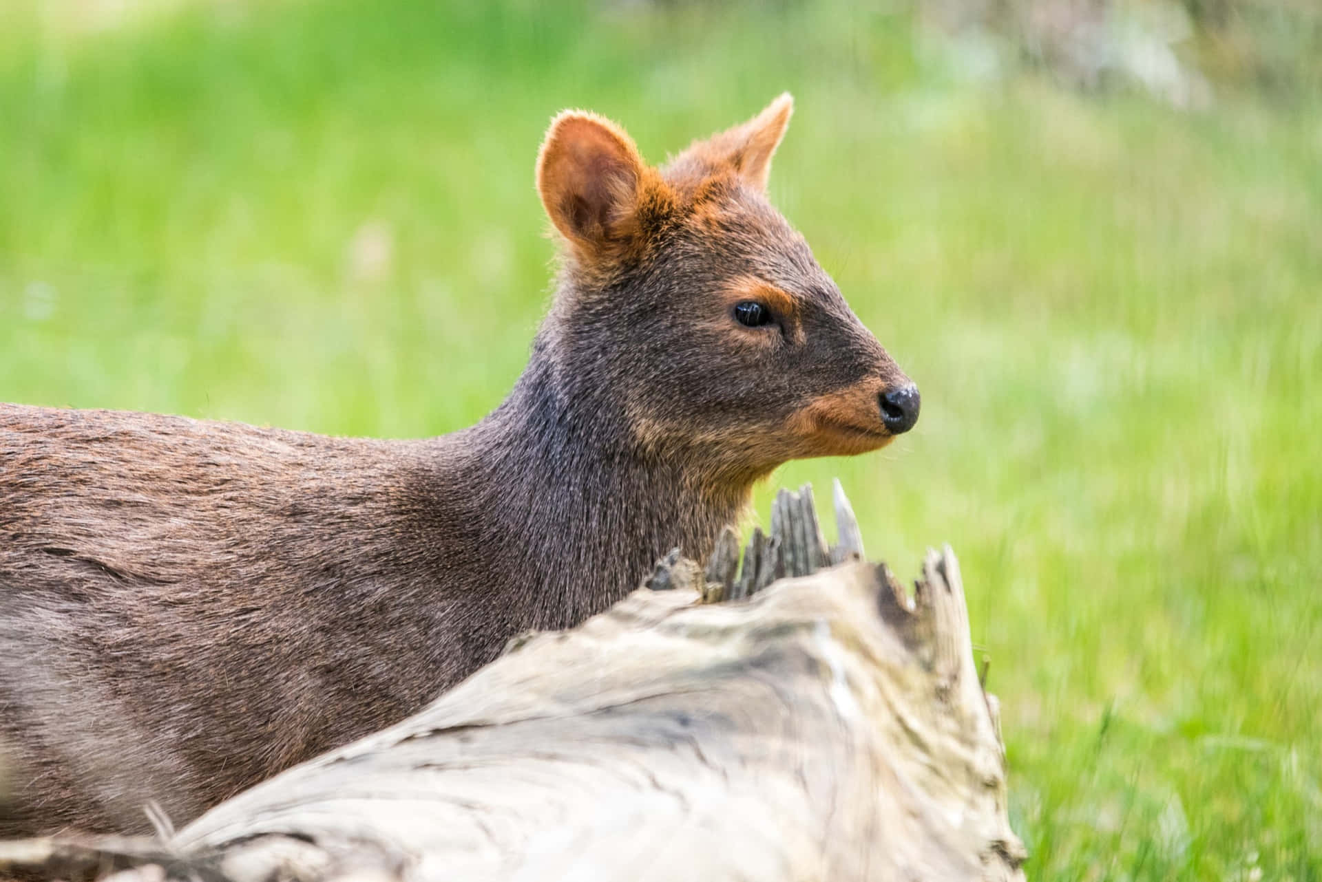 Pudu In Natuurlijke Habitat Achtergrond