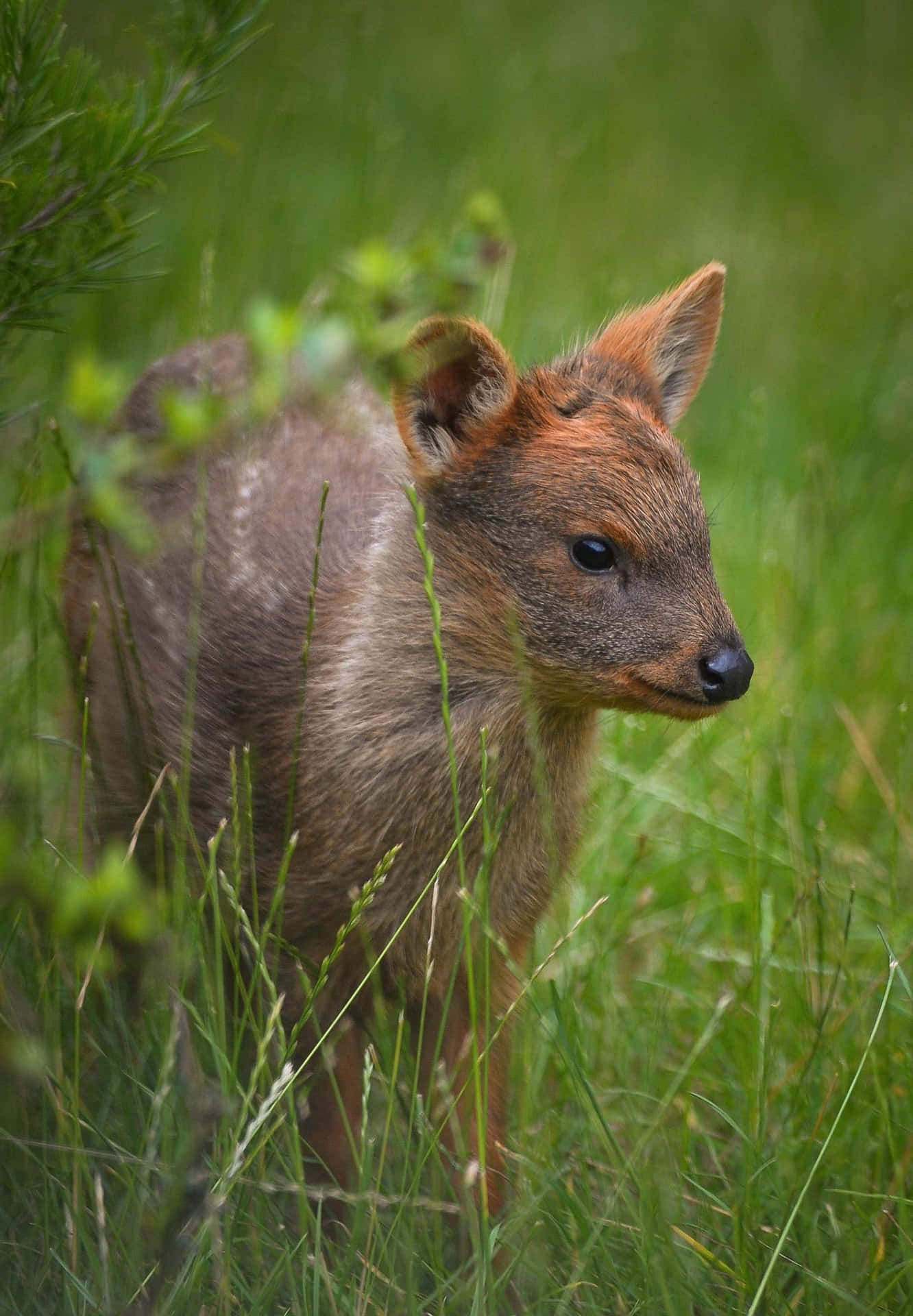 Pudu In Natuurlijke Habitat Achtergrond