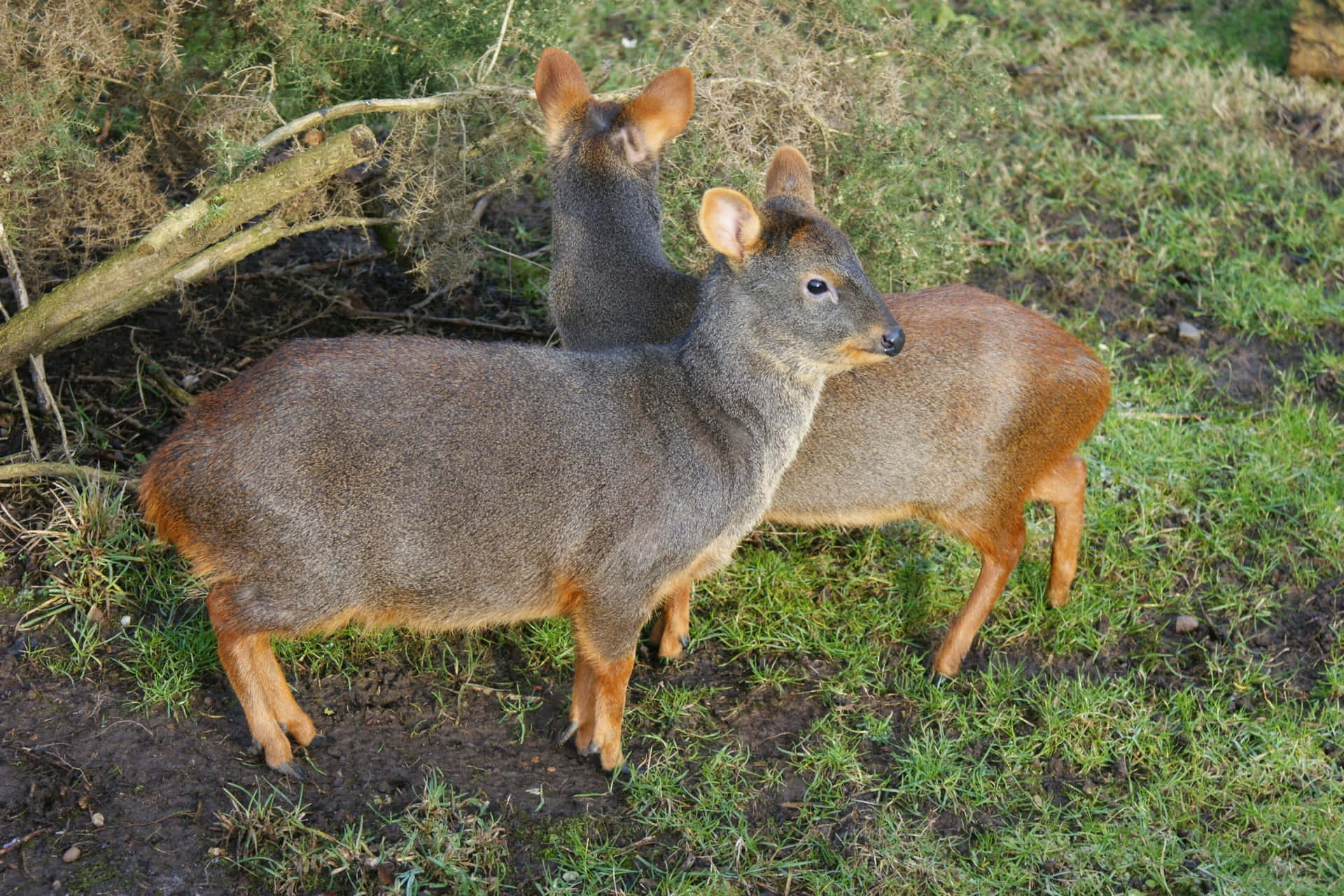 Pudu In Natuurlijke Habitat.jpg Achtergrond