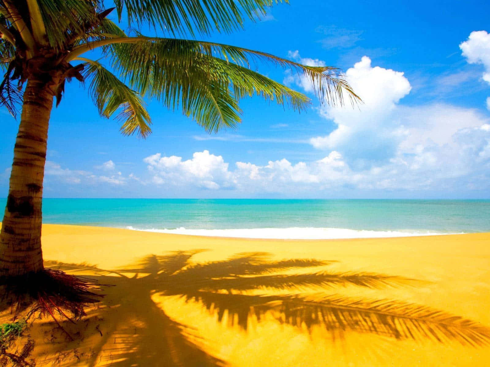 Puerto Rico Beach Palm Shadow Wallpaper