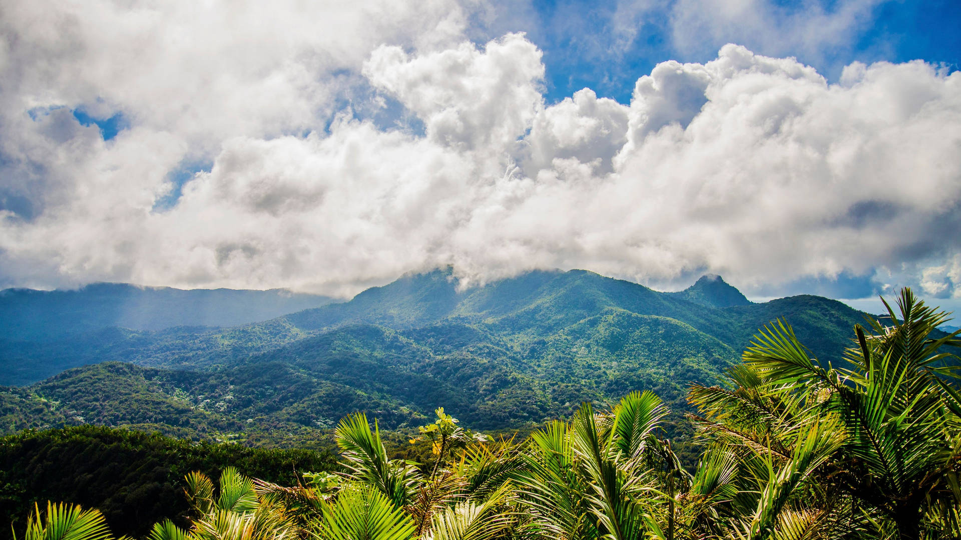 Florestatropical De Porto Rico. Papel de Parede