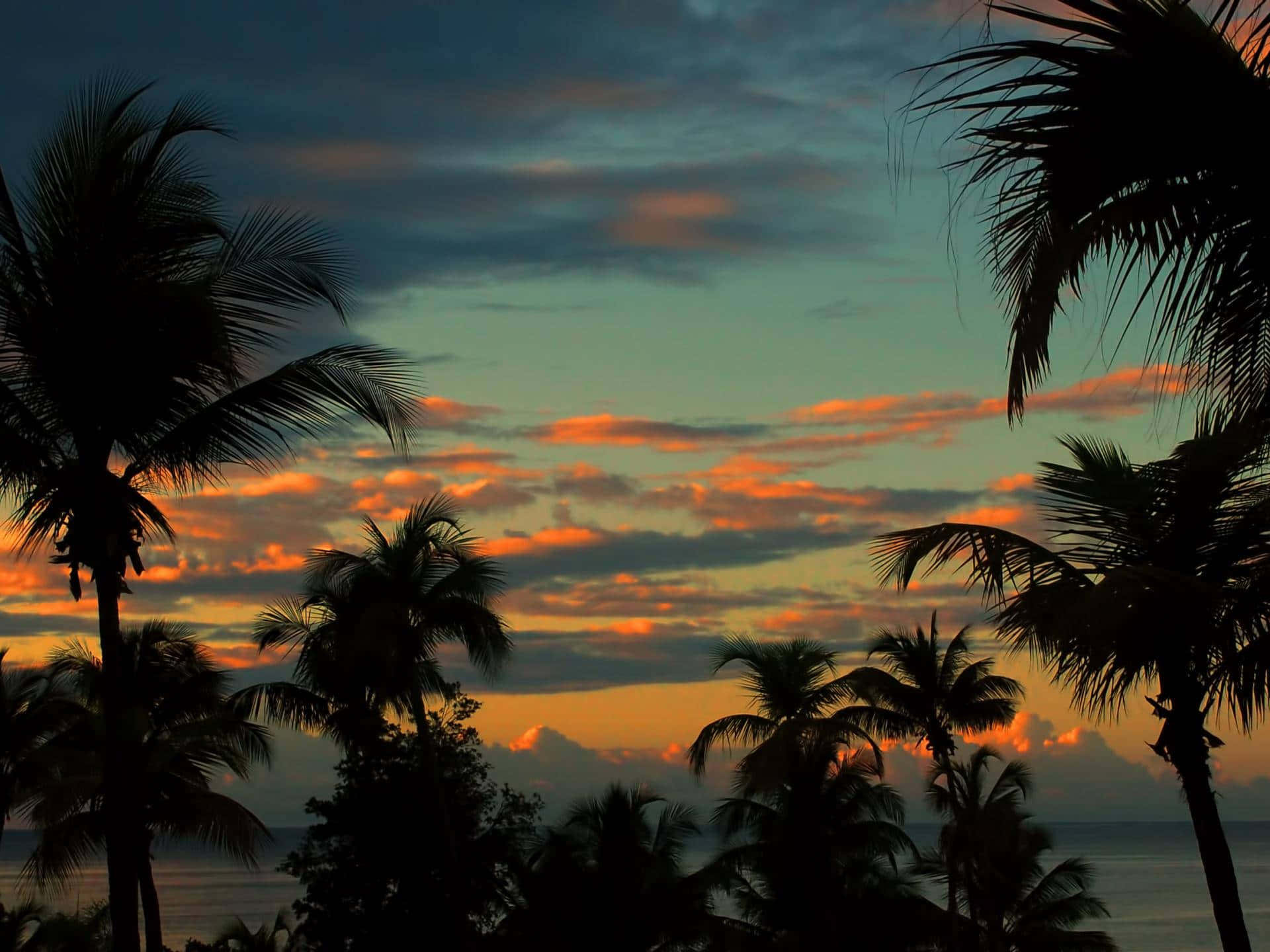 Puerto Rico Zonsondergang Palmen Achtergrond