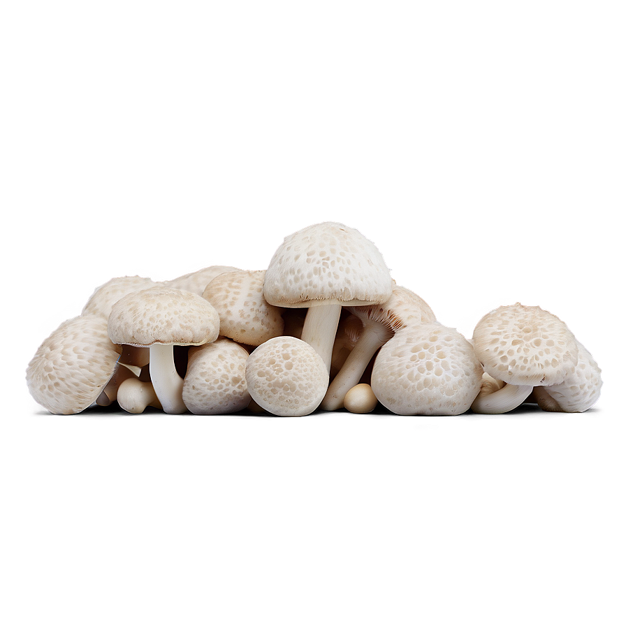 Puffball Mushroom Png 06242024 PNG