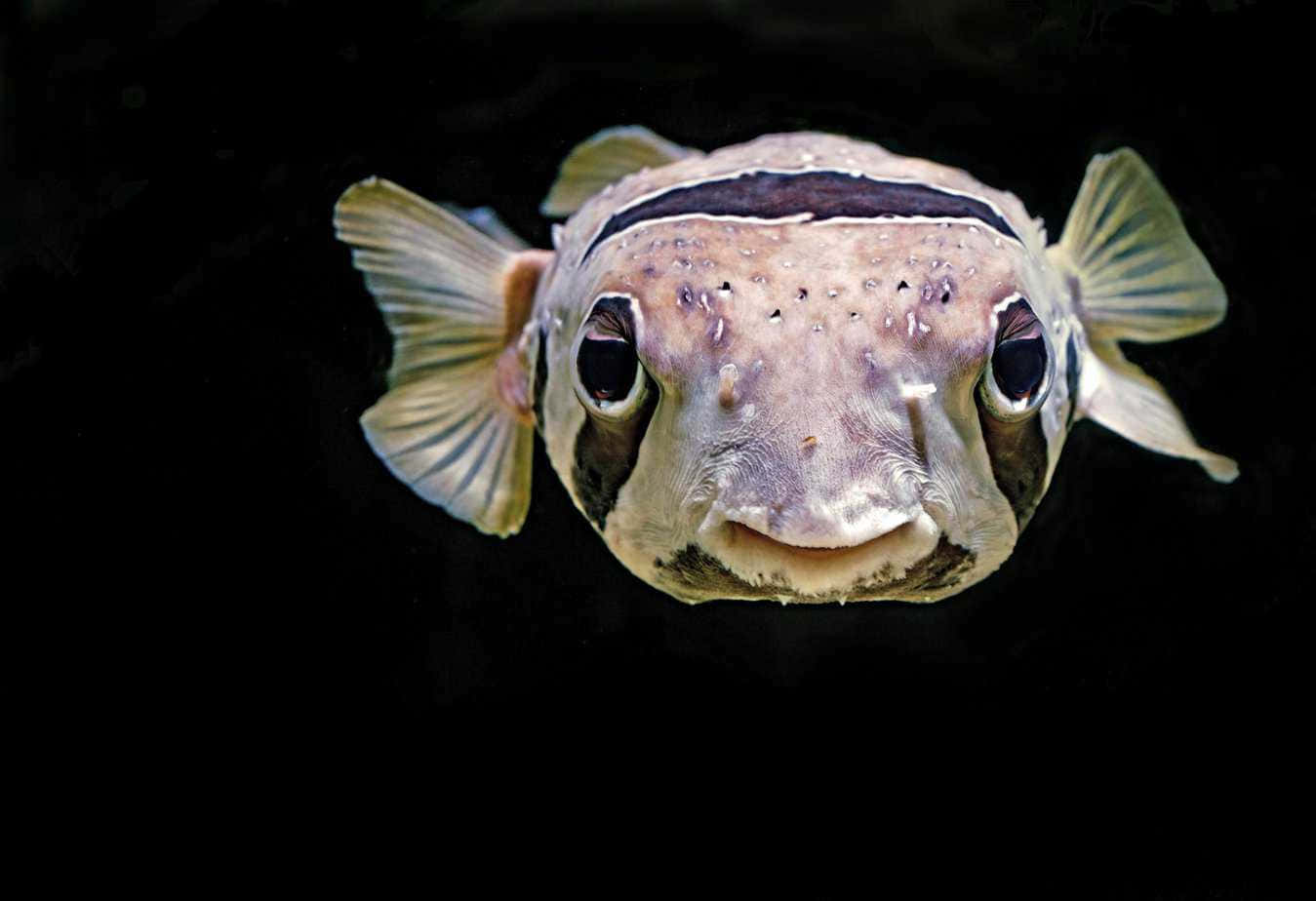 Pufferfish Portrait Black Background Wallpaper