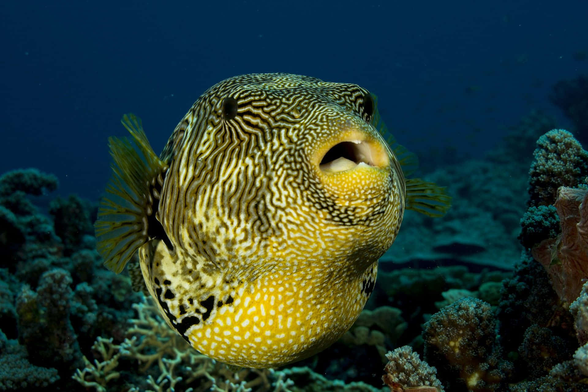 Pufferfish Swimming Among Coral Reef Wallpaper
