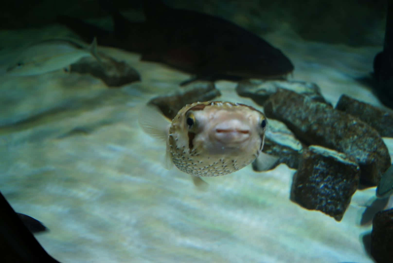 Pufferfisk Svømmer I Akvarium Bakgrunnsbildet