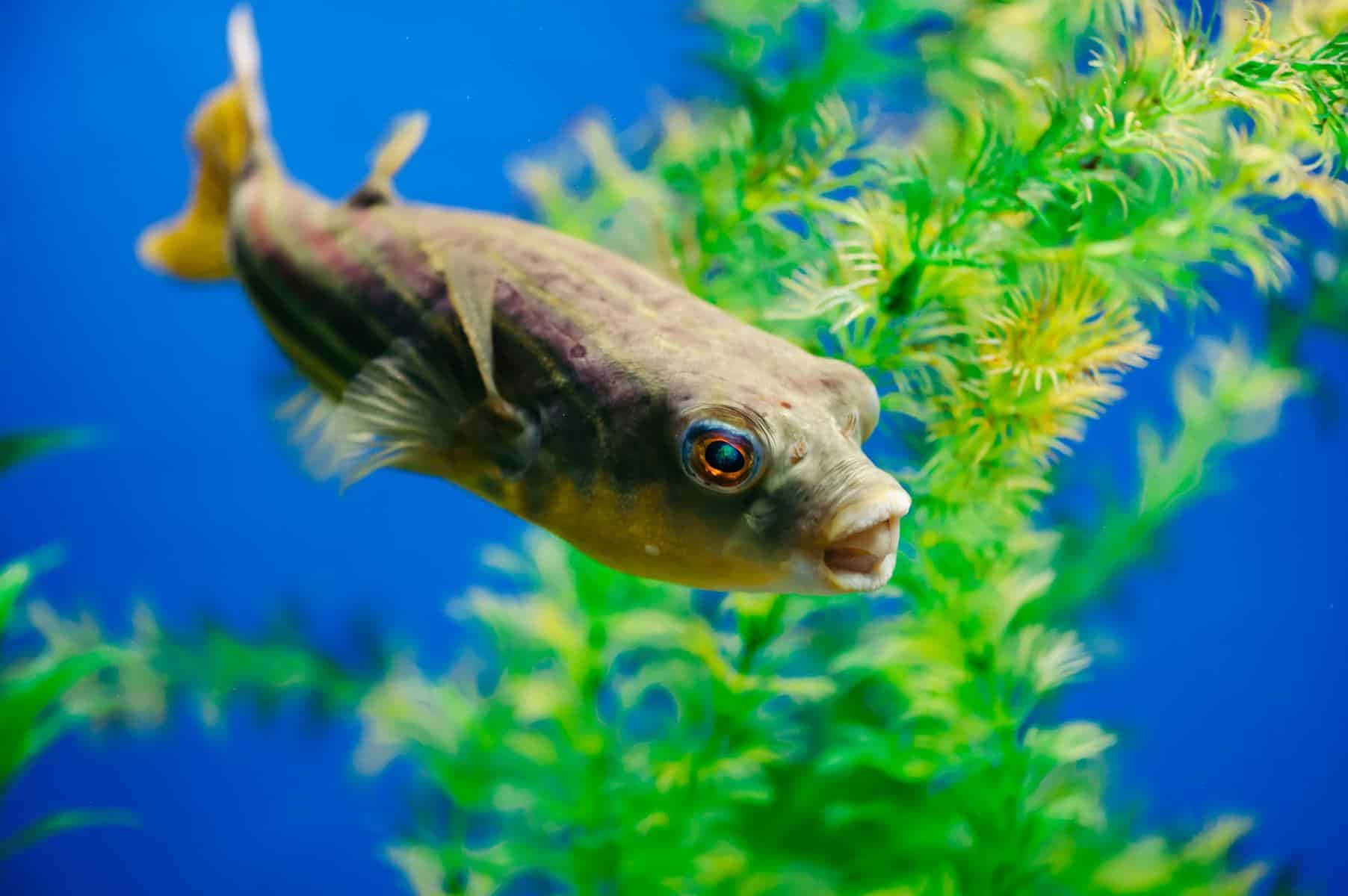 Pufferfish Svømmer Nær Akvatiske Planter.jpg Bakgrunnsbildet