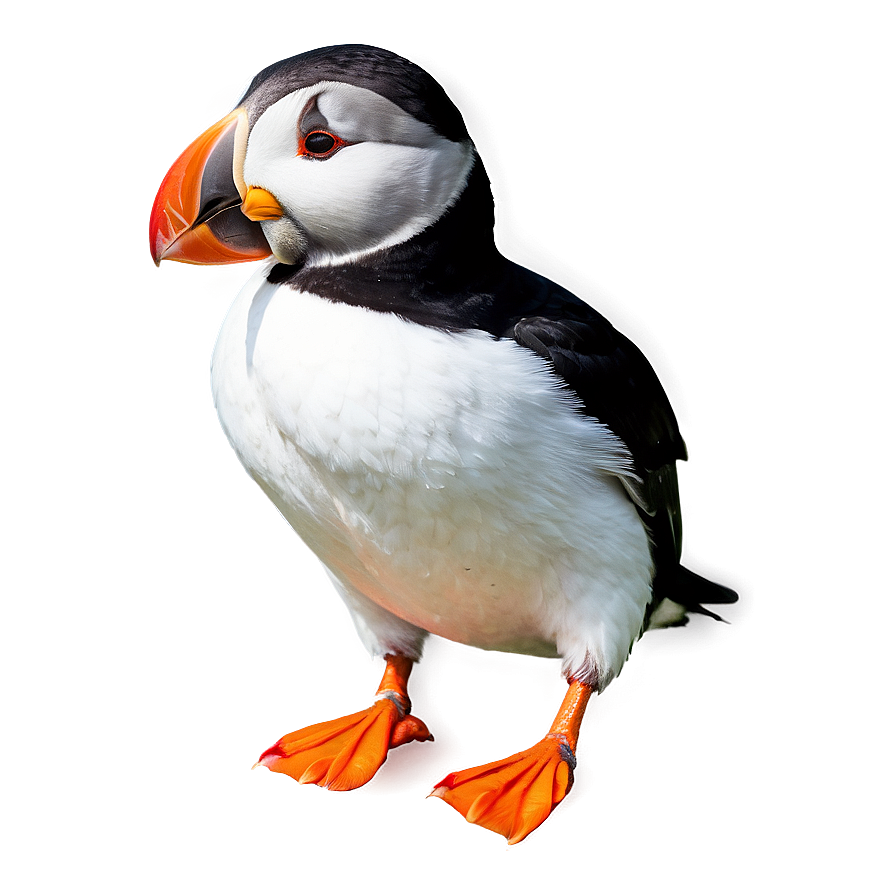 Download Puffin Bird Cute Png Gqg73 | Wallpapers.com