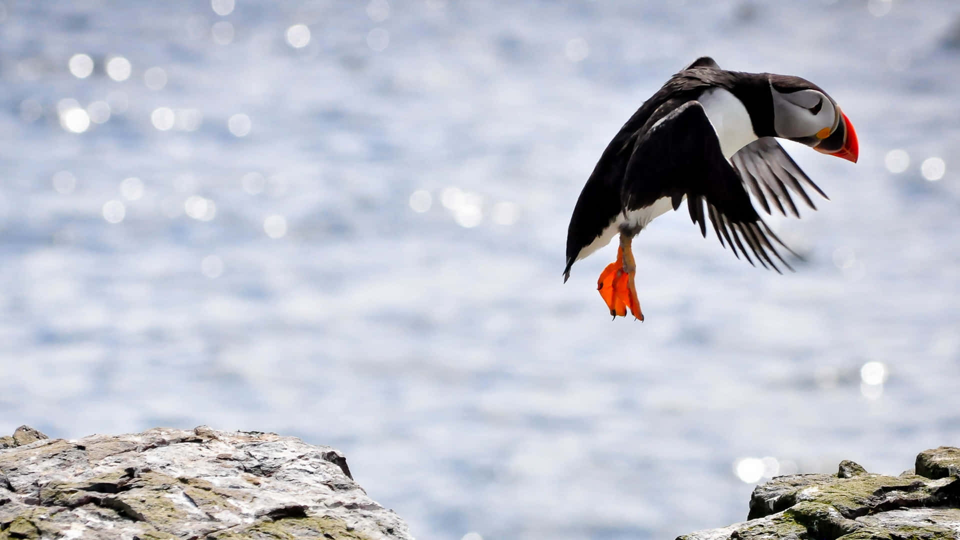Puffin Mid Takeoff Over Water.jpg Wallpaper