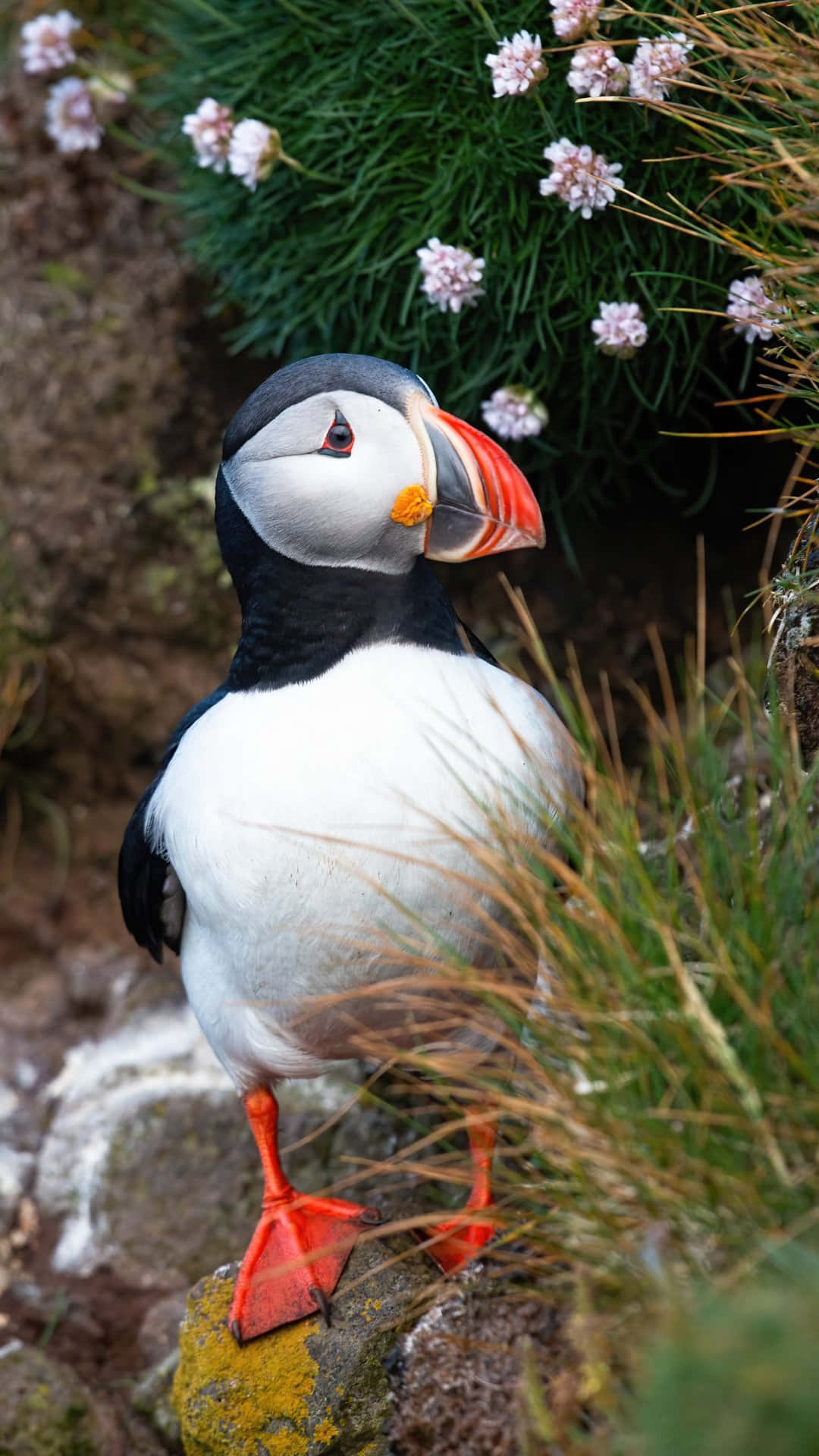 Puffin_ Perched_ Amidst_ Flowers.jpg Wallpaper