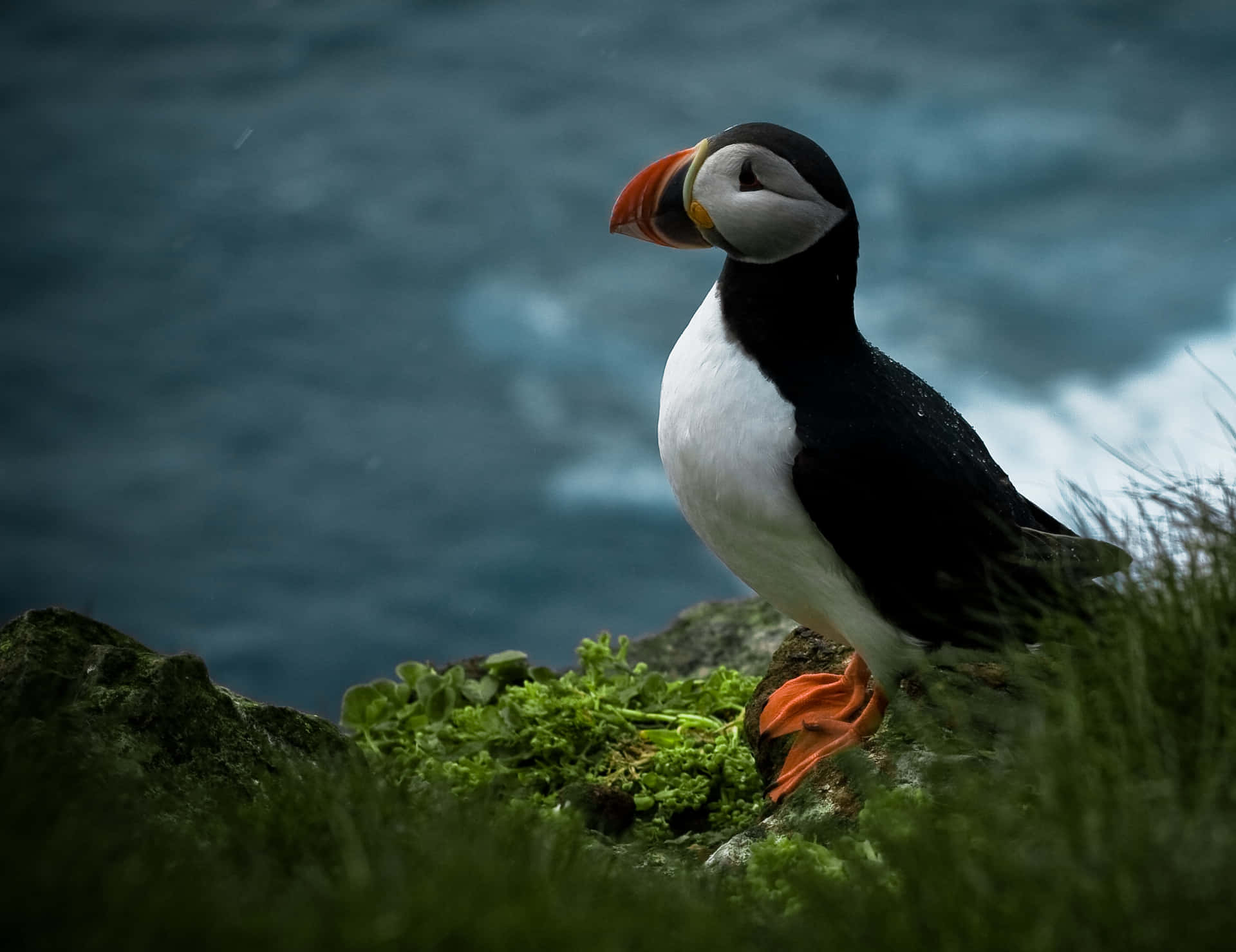 Puffin_ Perched_by_ Seaside Wallpaper