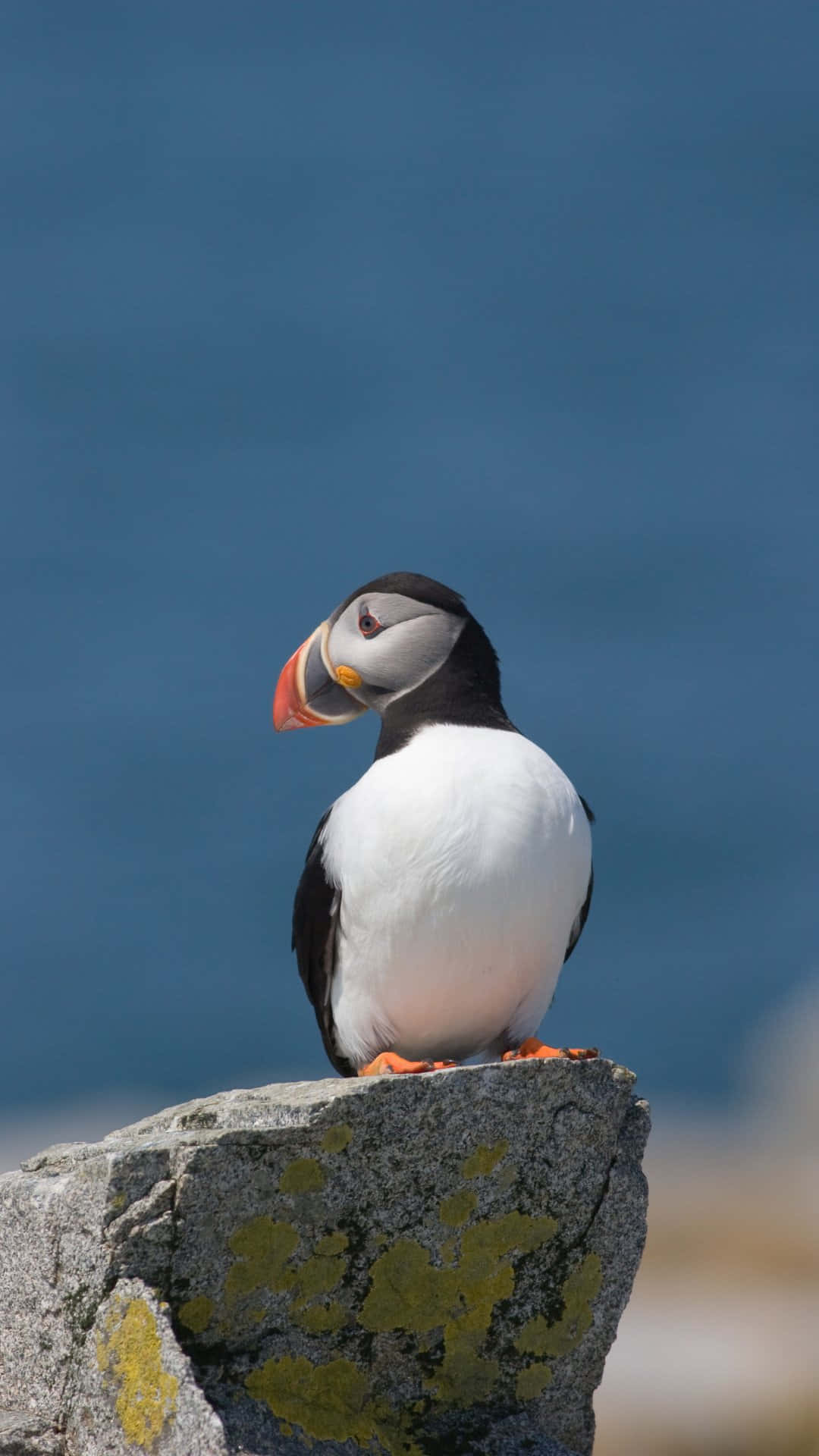 Puffin_ Perched_on_ Rock Wallpaper