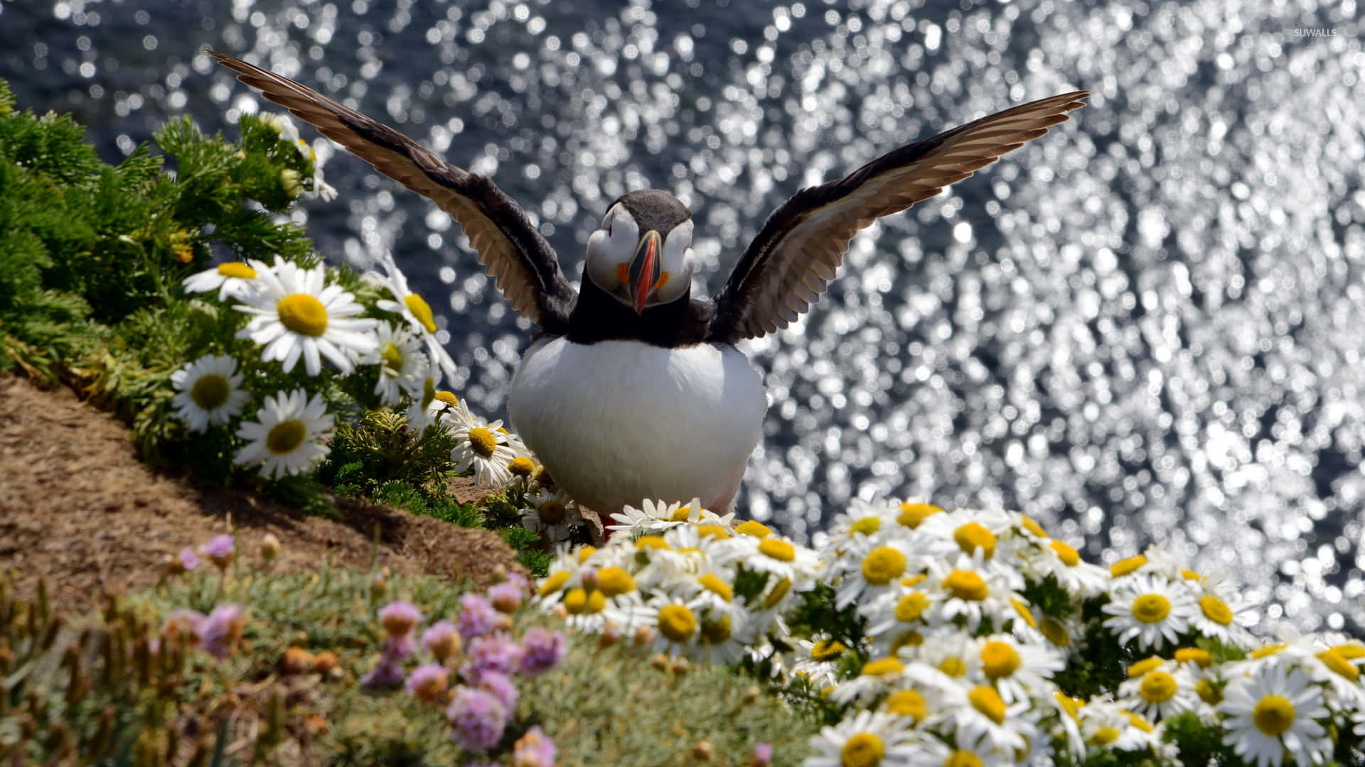 Puffin Spreads Wings Among Flowers Wallpaper