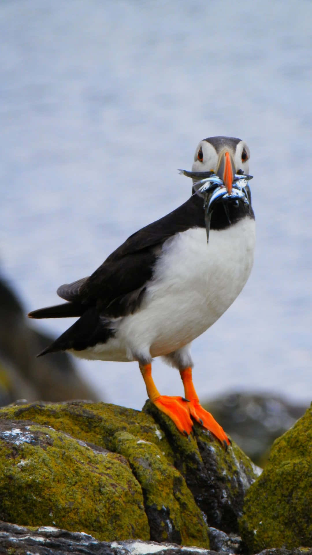 Puffin_with_ Catch_of_ Fish.jpg Wallpaper
