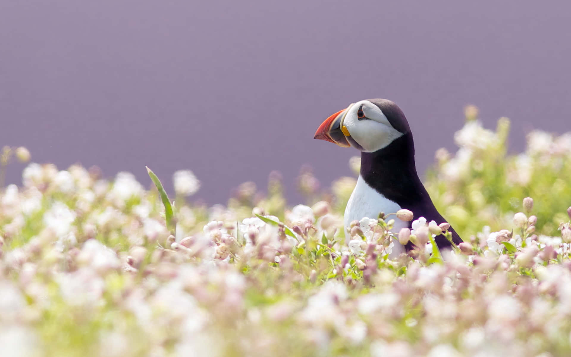 Puffinin Blooming Field.jpg Wallpaper