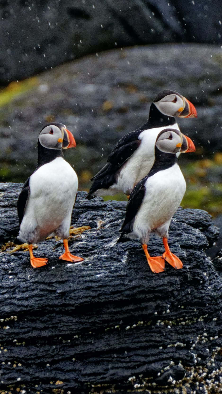 Puffins_on_ Rocky_ Outcrop Wallpaper