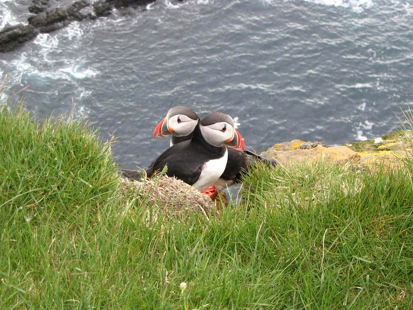 Puffins_ Perched_ Atop_ Cliffside Wallpaper