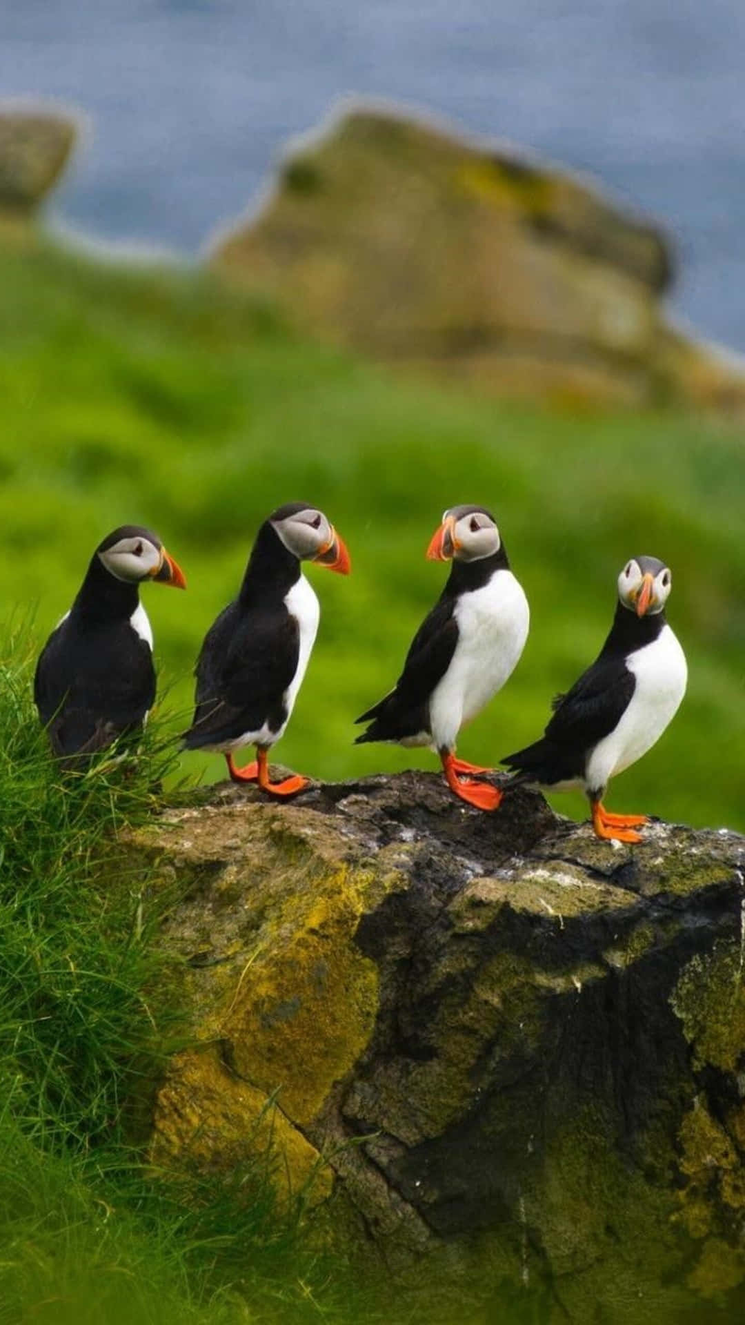 Puffins_ Perched_on_ Cliffside Wallpaper