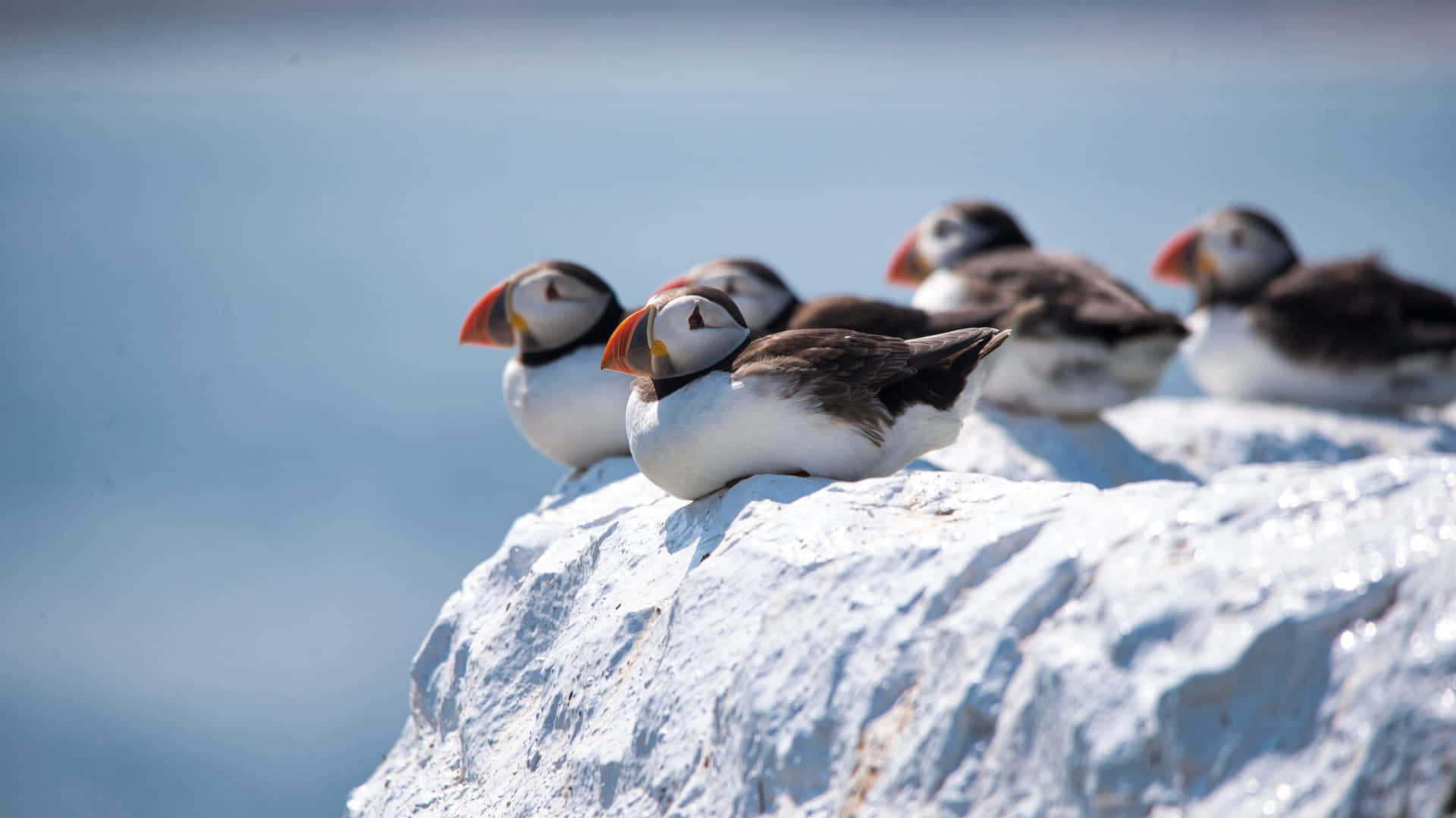 Puffins_ Perched_on_ Cliffside Wallpaper