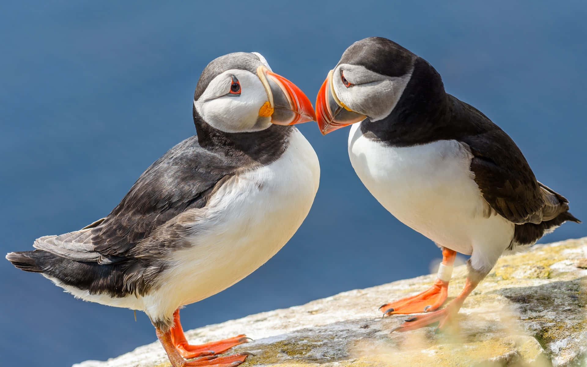 Macareux Amoureux Au Bord De La Falaise Fond d'écran