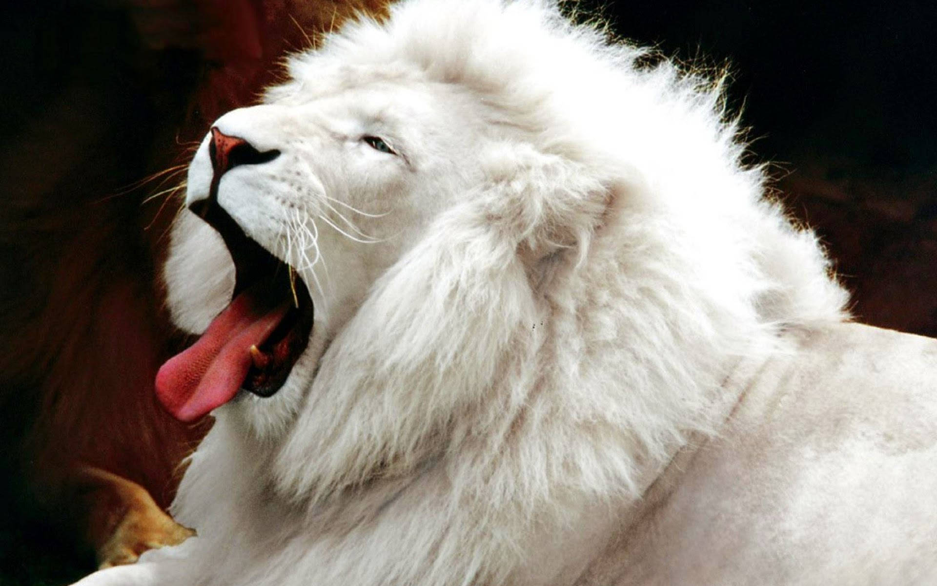 Puffy White Lion Yawning Wallpaper