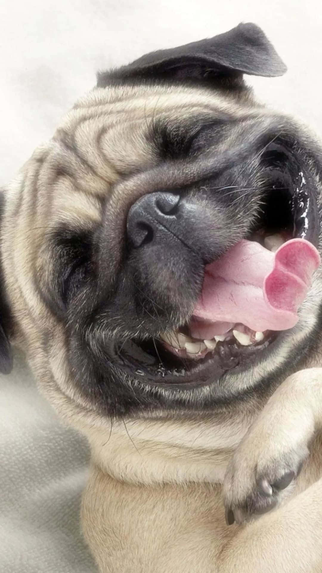 A sweet little pug pup, looking happy and content. Wallpaper