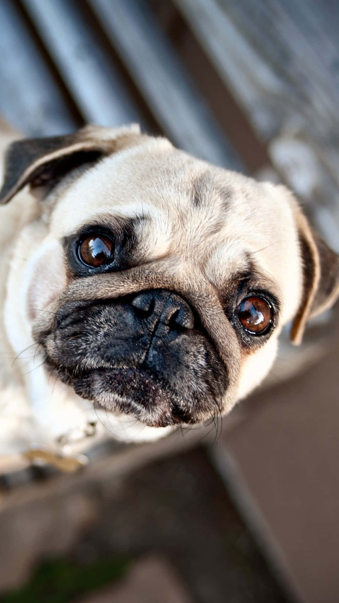 A Pug Dog Is Looking At The Camera Wallpaper
