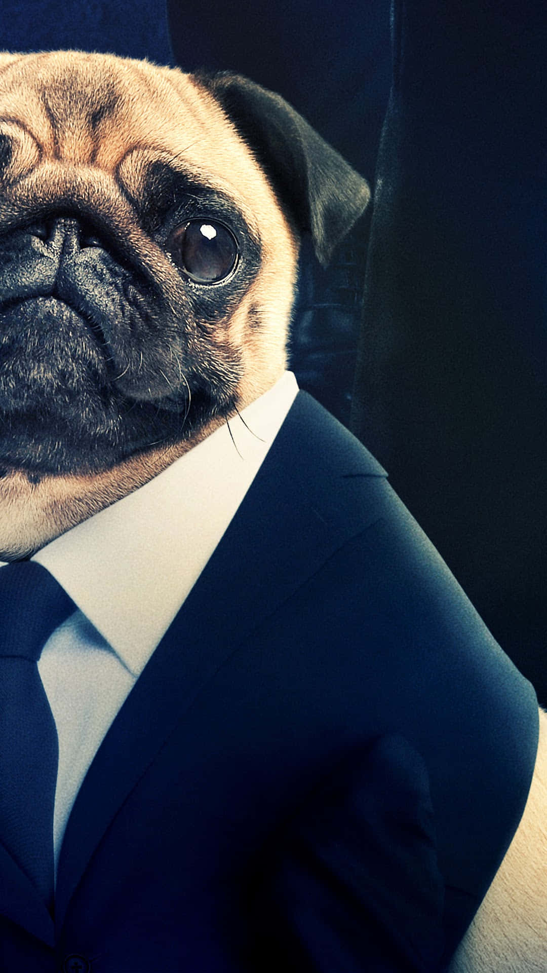 Enmops Hund I En Kostym Wallpaper