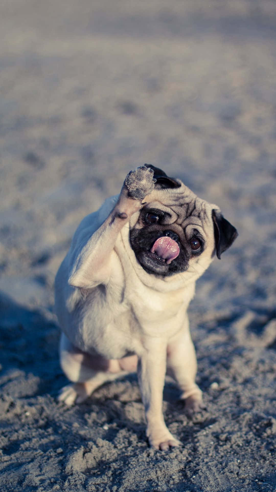 110 Pug HD Wallpapers and Backgrounds