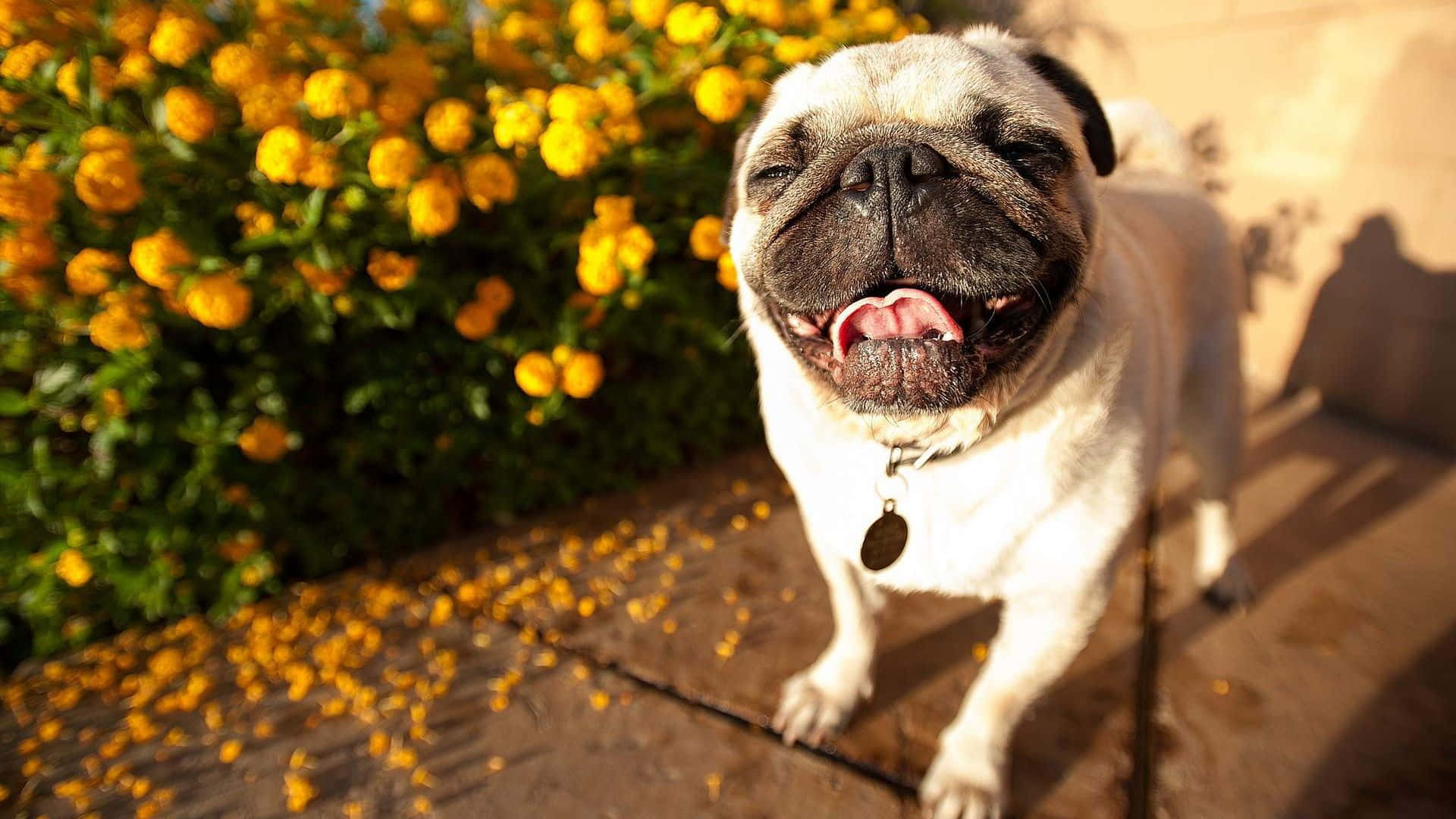 Pug Dog Enjoys The Sun Wallpaper