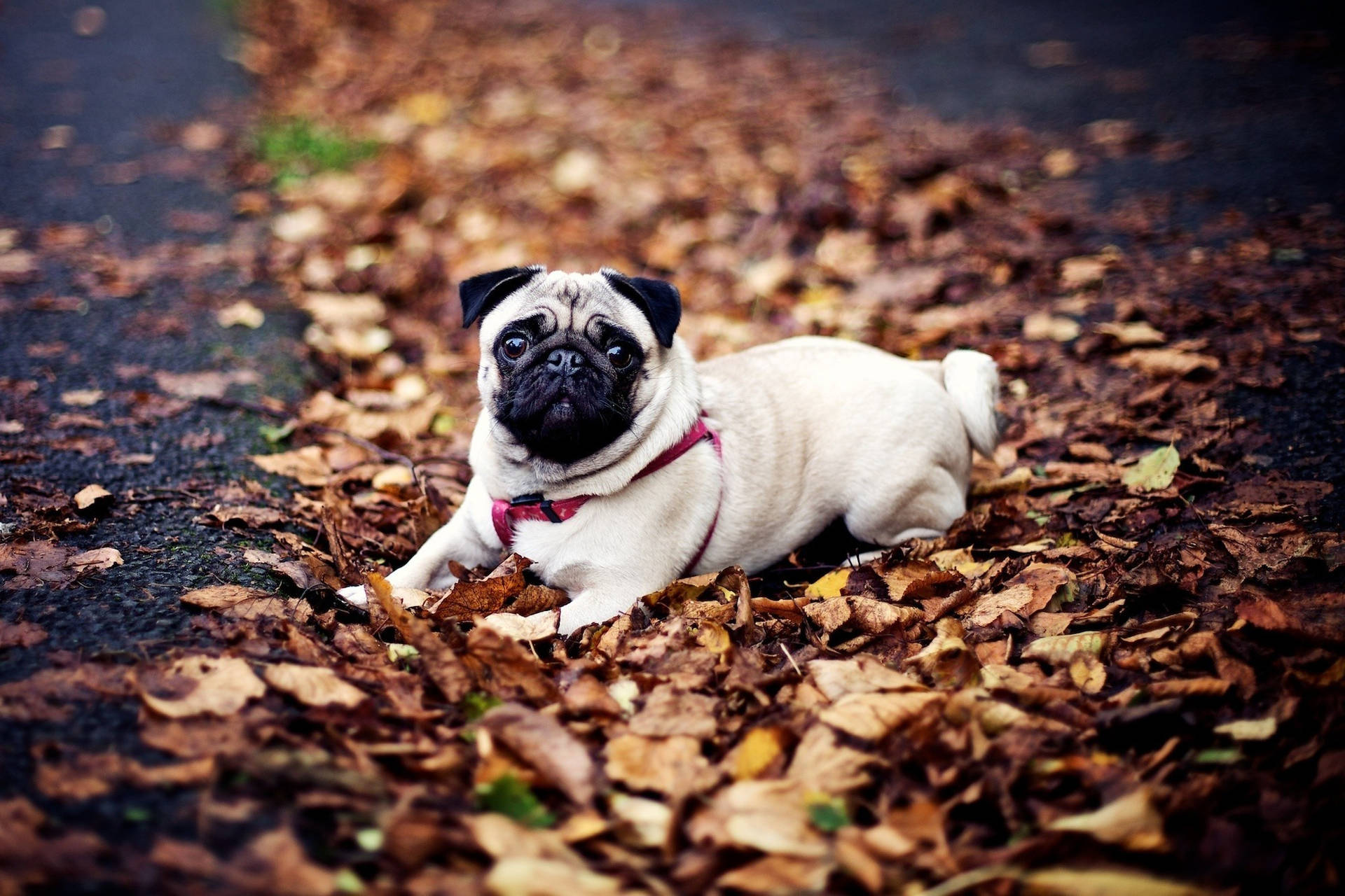 Pug Dog In Autumn Wallpaper