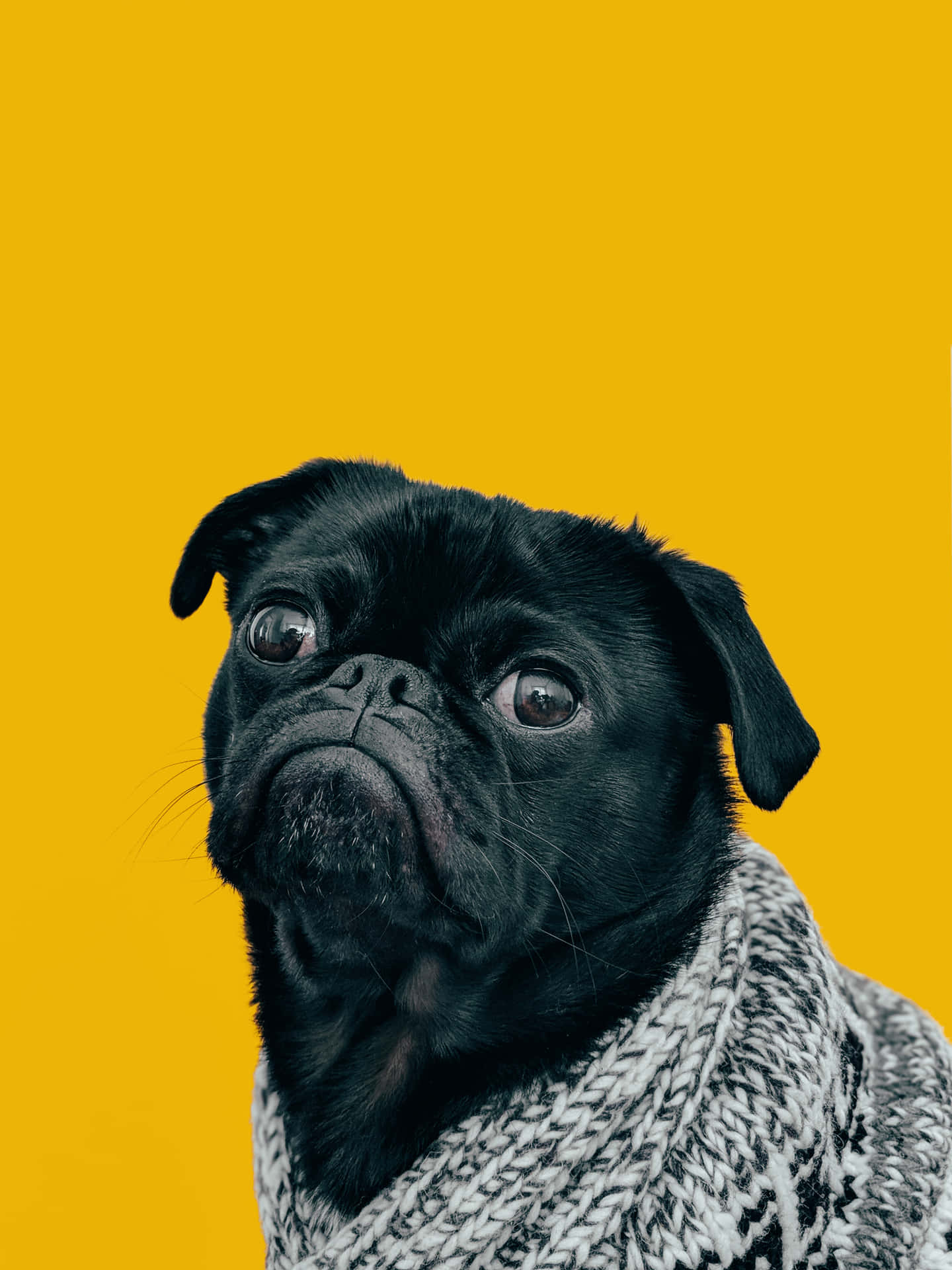 Pug Dog In Mustard Background Wallpaper