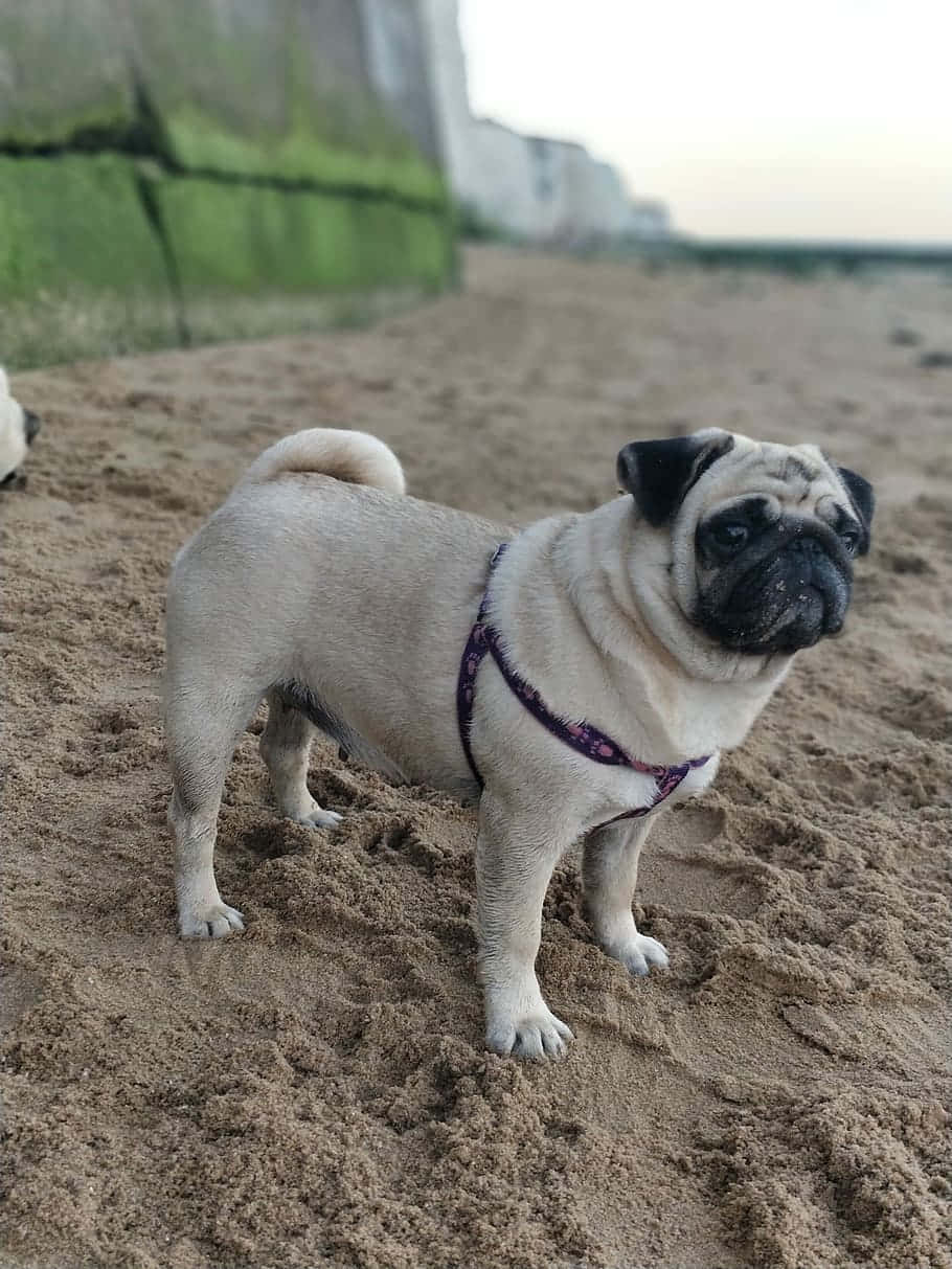 Pug Dog In The Sand Wallpaper