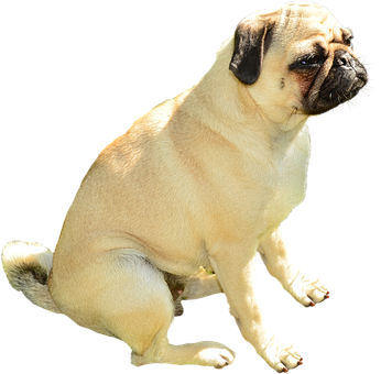 Pug Dog Sitting Black Background PNG