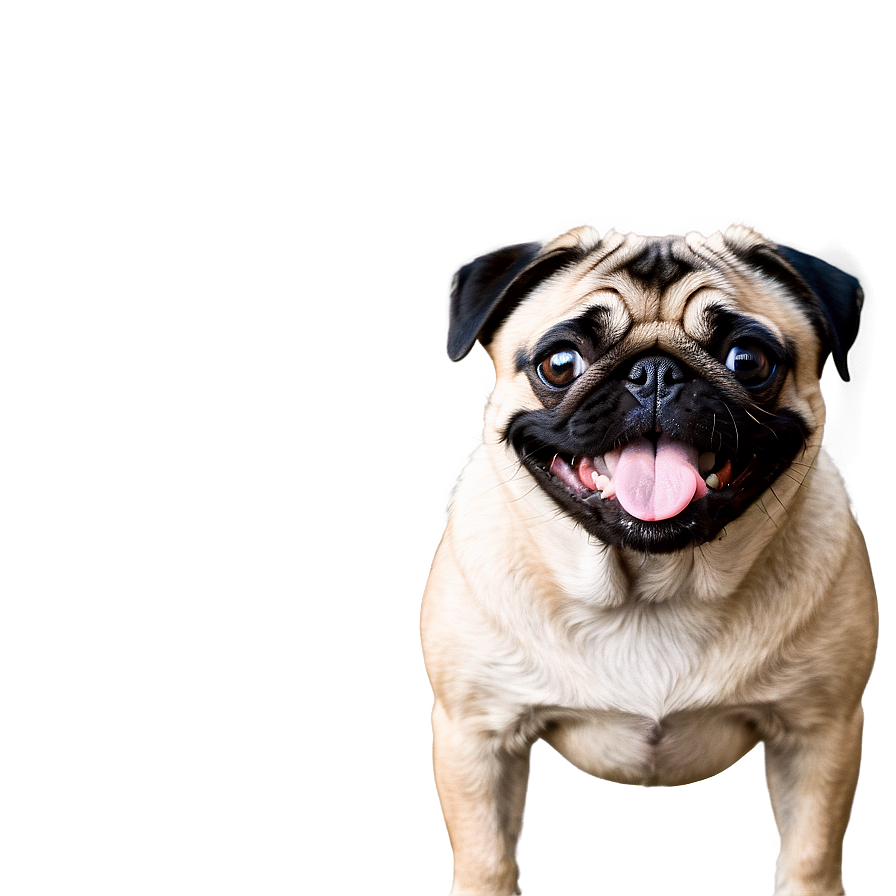 Pug Dog Smile Png 14 PNG