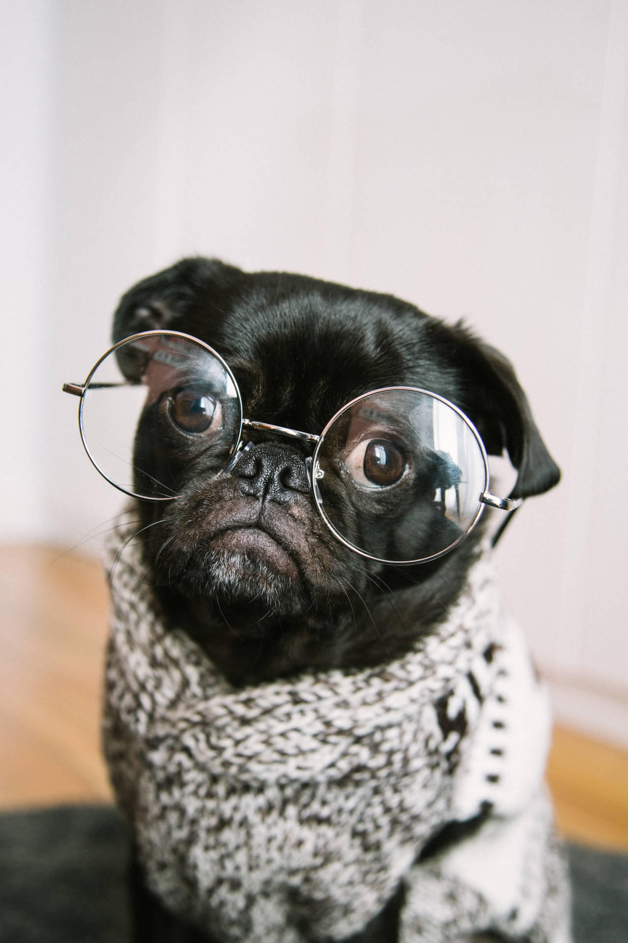 Black pug dog with eyeglasses mobile wallpaper.