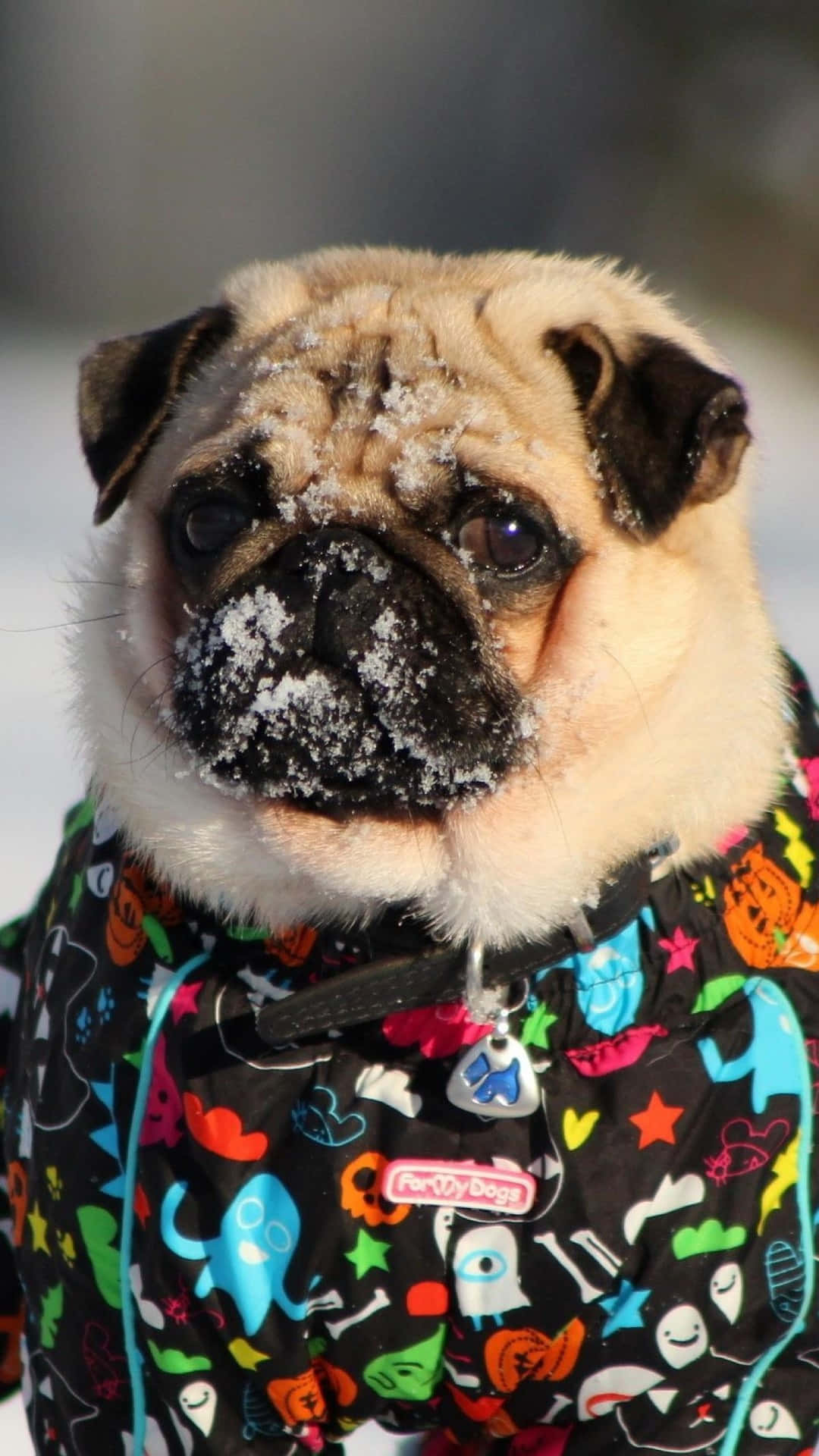 Pug In A Colorful Jacket Wallpaper