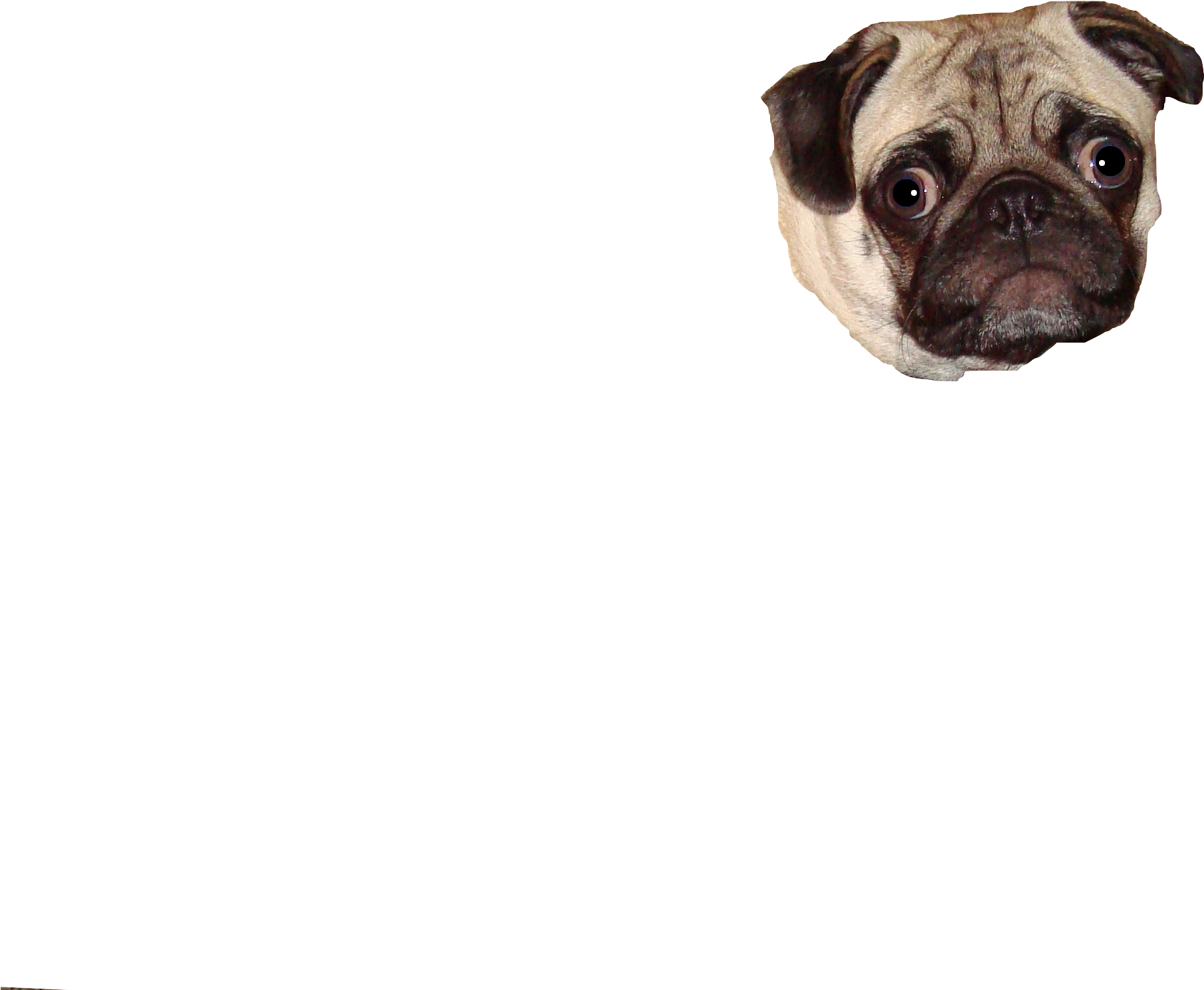 Pug Head Floatingon Blue Background PNG