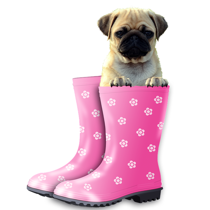 Pug In Boots PNG