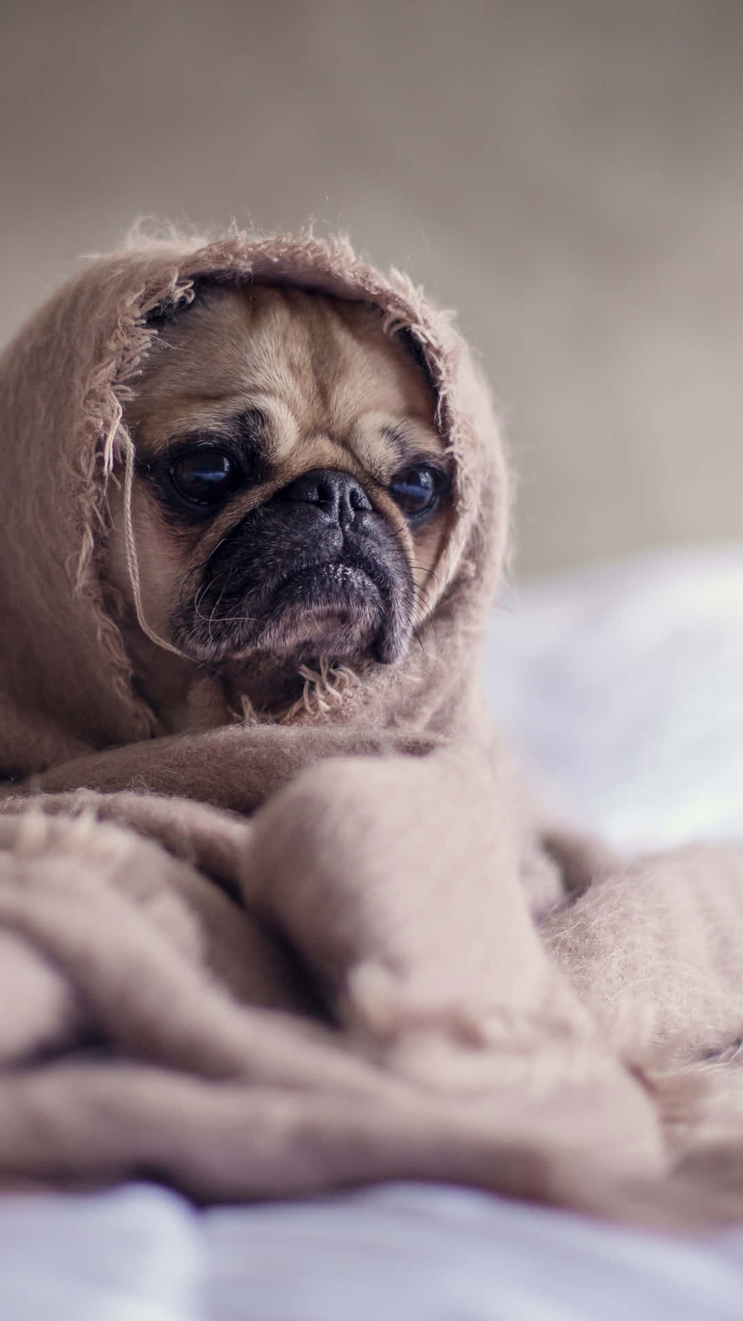 Einmops-hund In Eine Decke Gewickelt Auf Einem Bett. Wallpaper